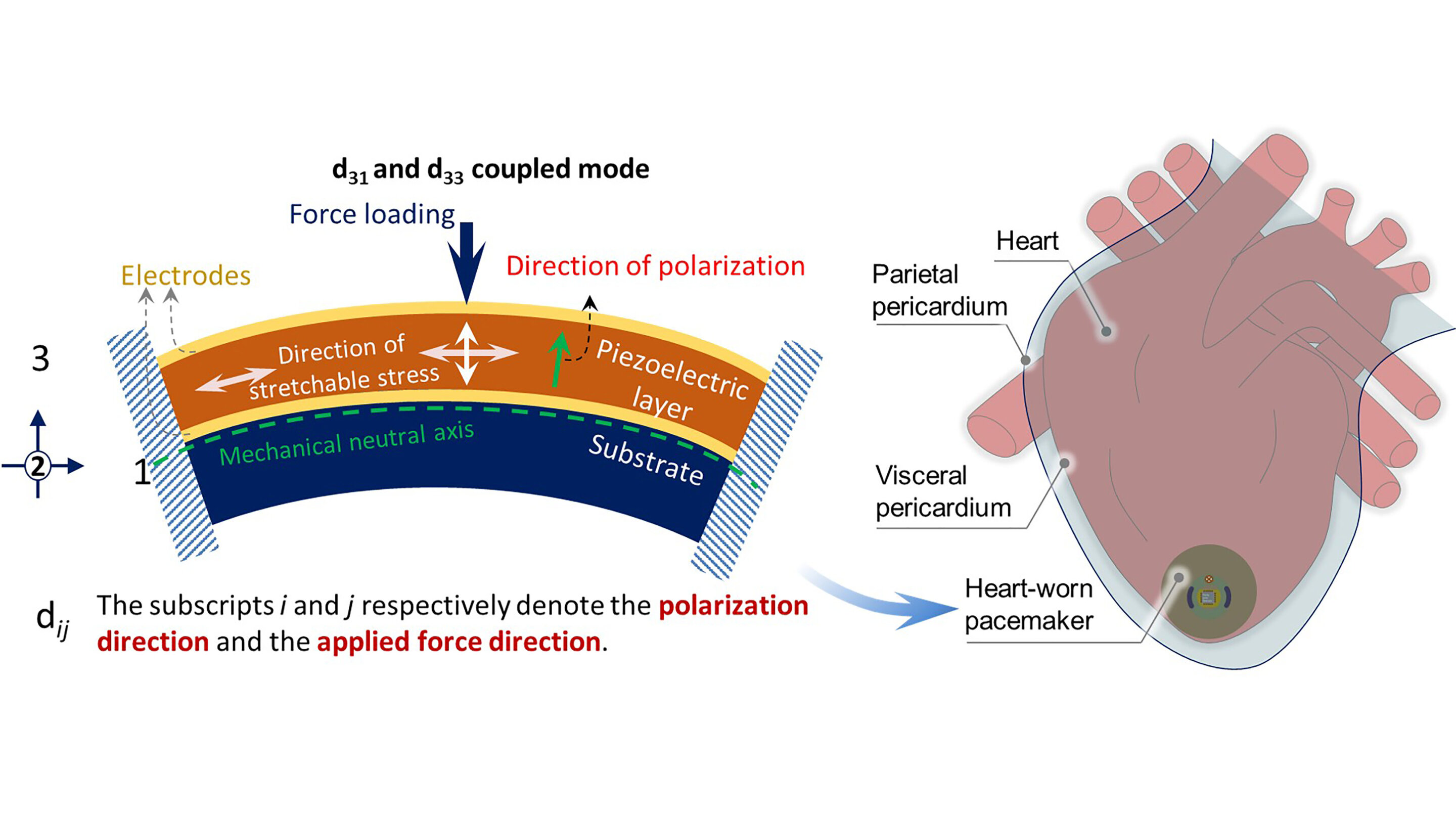 Batteryless pacemaker could use heart's energy for power