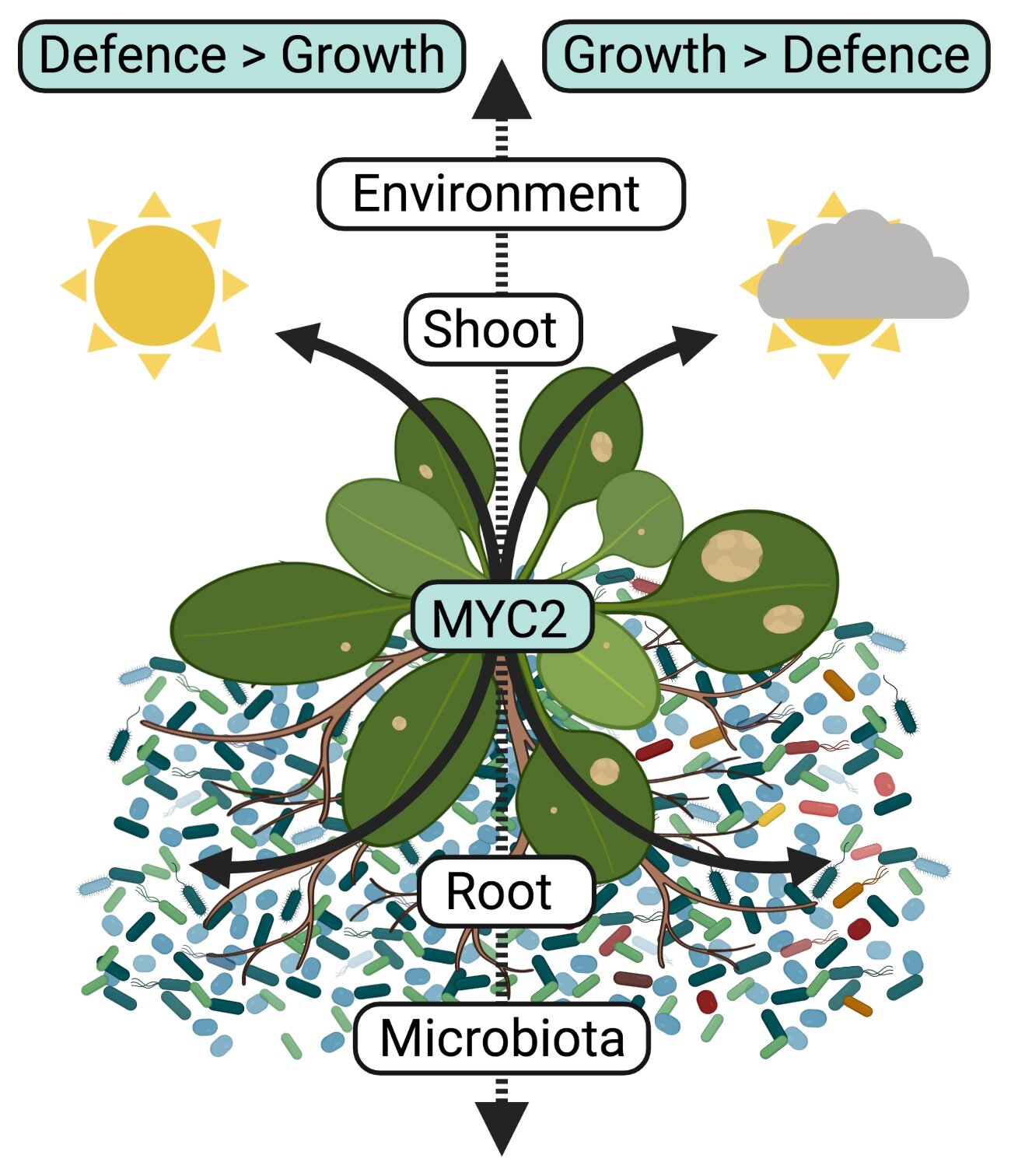 Underground microbial solutions to aboveground plant problems