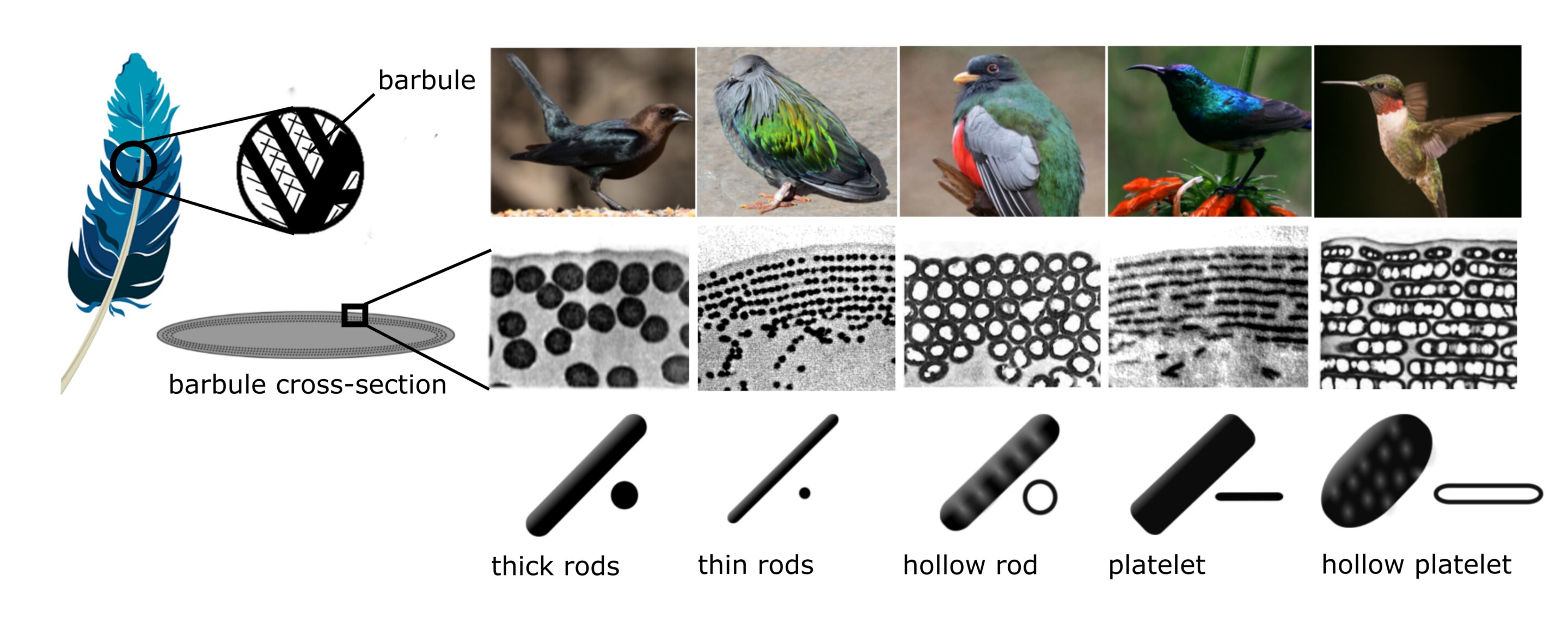 Using Microspectrometry to Examine Bird Feather Barbules