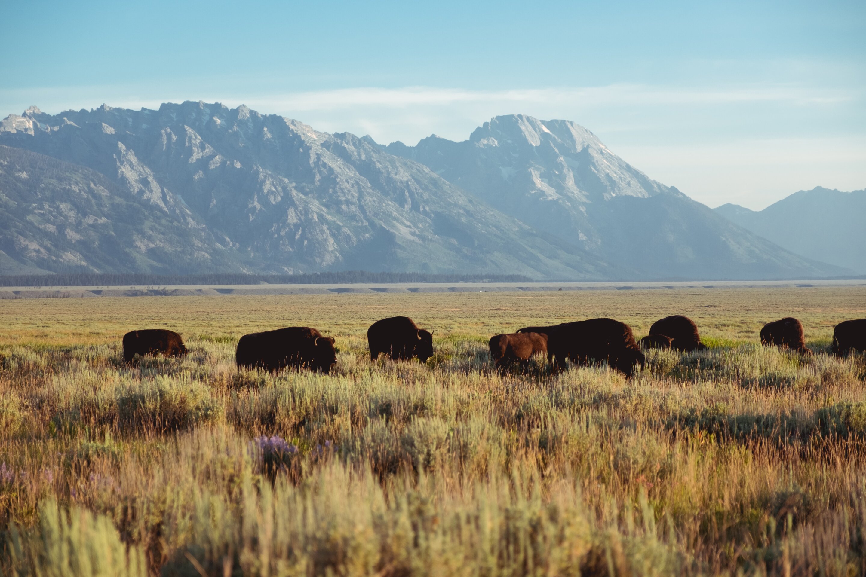 photo of Oft-overlooked grasslands build biodiversity, resilience over centuries image