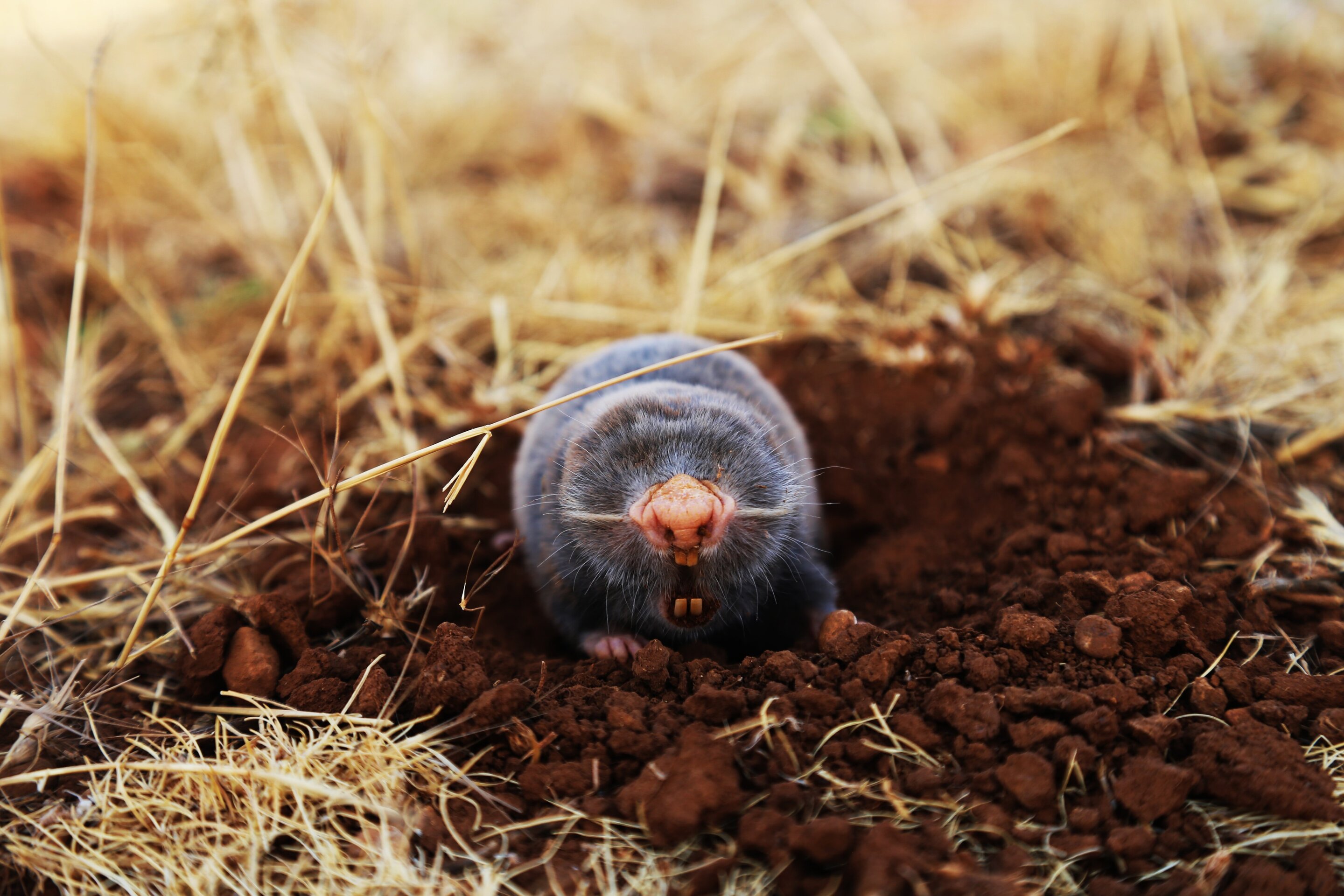 Blind mole rats live longer due to short immune memory, study finds