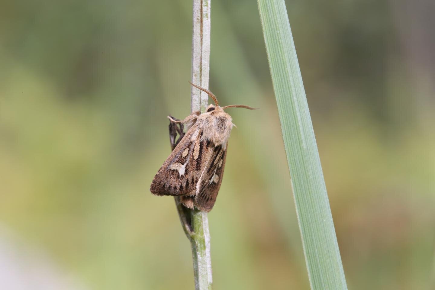 photo of Butterflies and moths have difficulty adjusting to a rapidly changing climate image