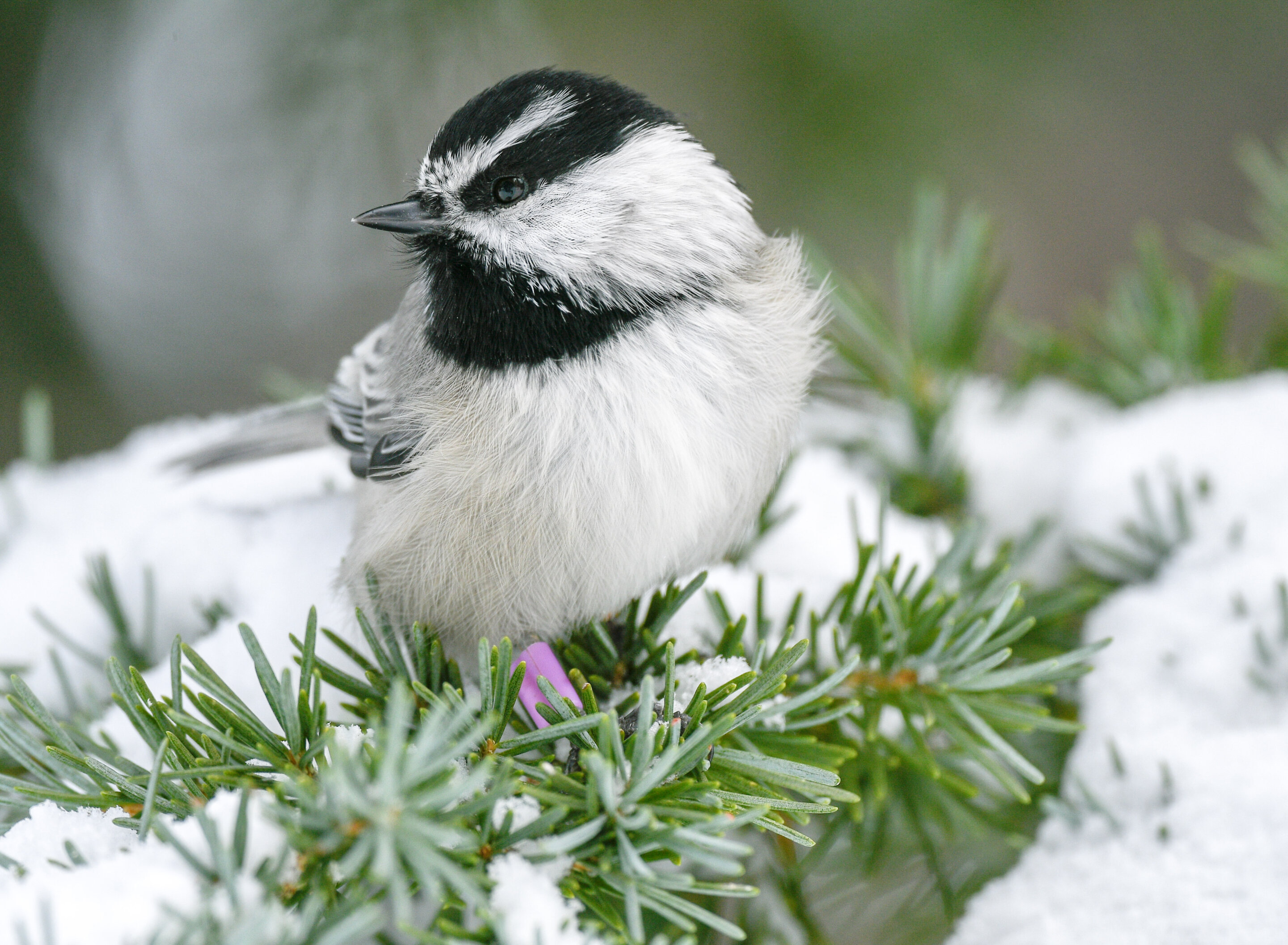 Genetic component of mountain chickadees' spatial memories identified