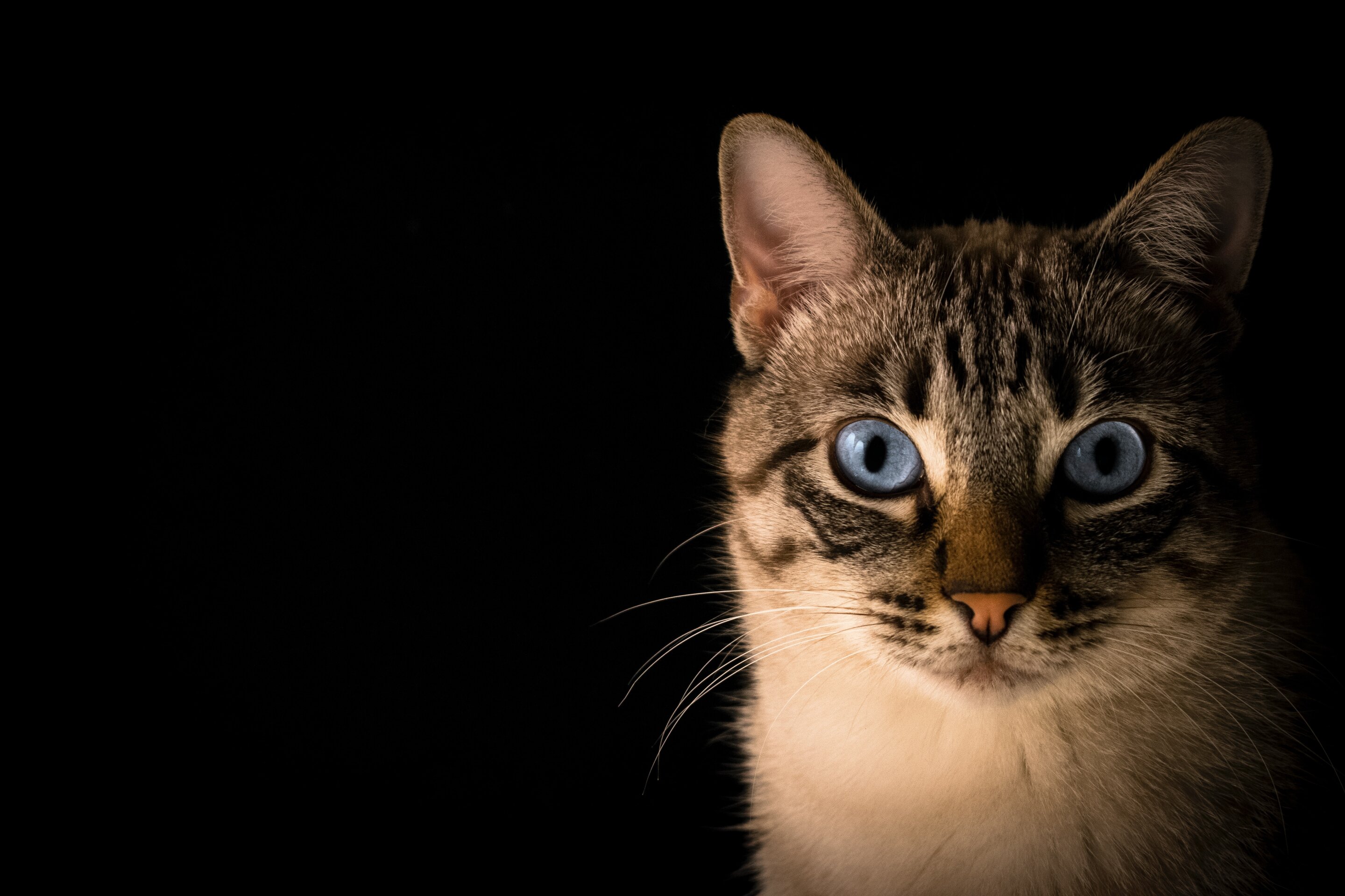 Psychosis Risk Linked To Cats