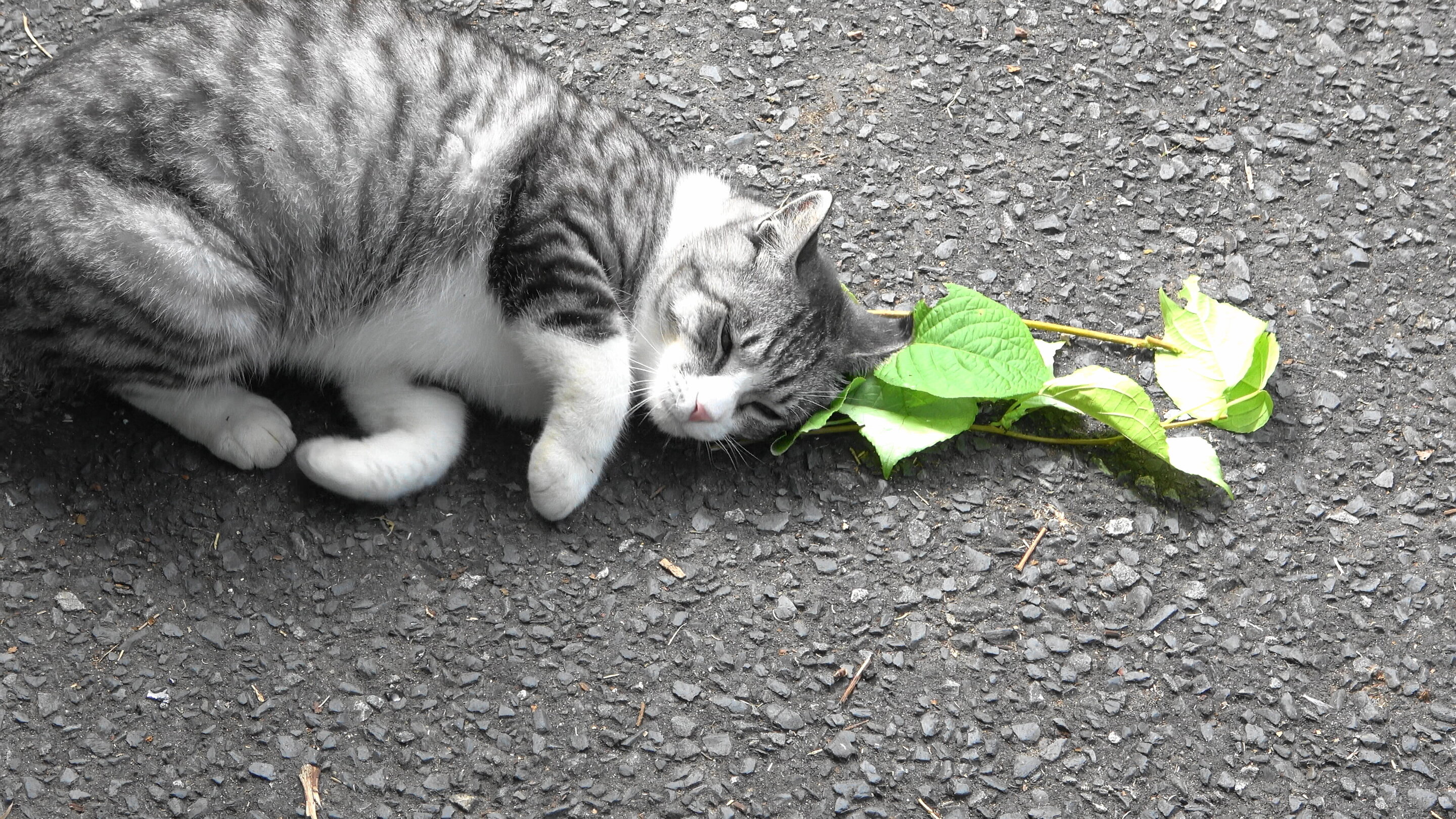 Catnip leaves kittens cat groovy, prevents mosquitoes: study