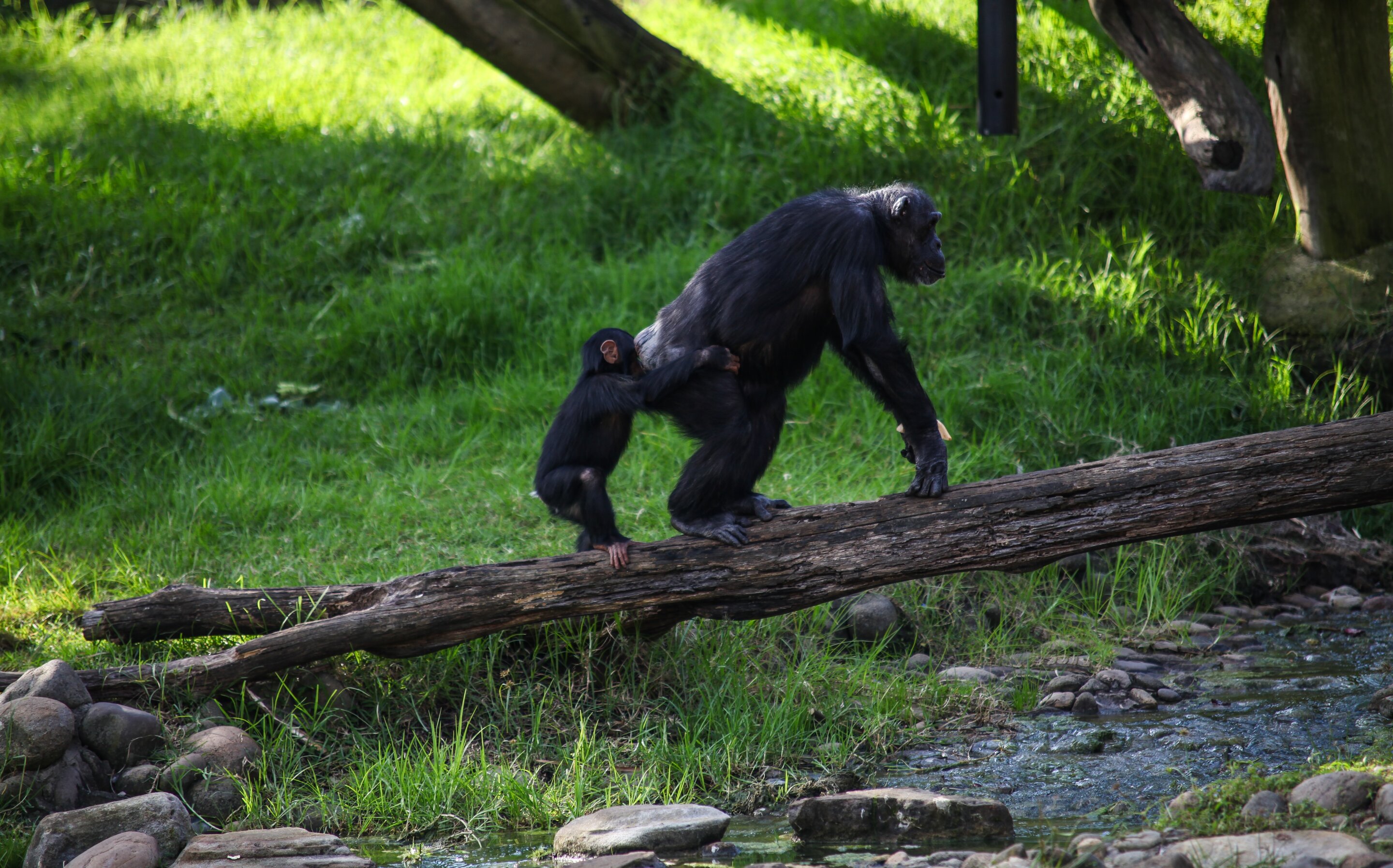 Humans ditched swiveling hips for shorter stride than chimps