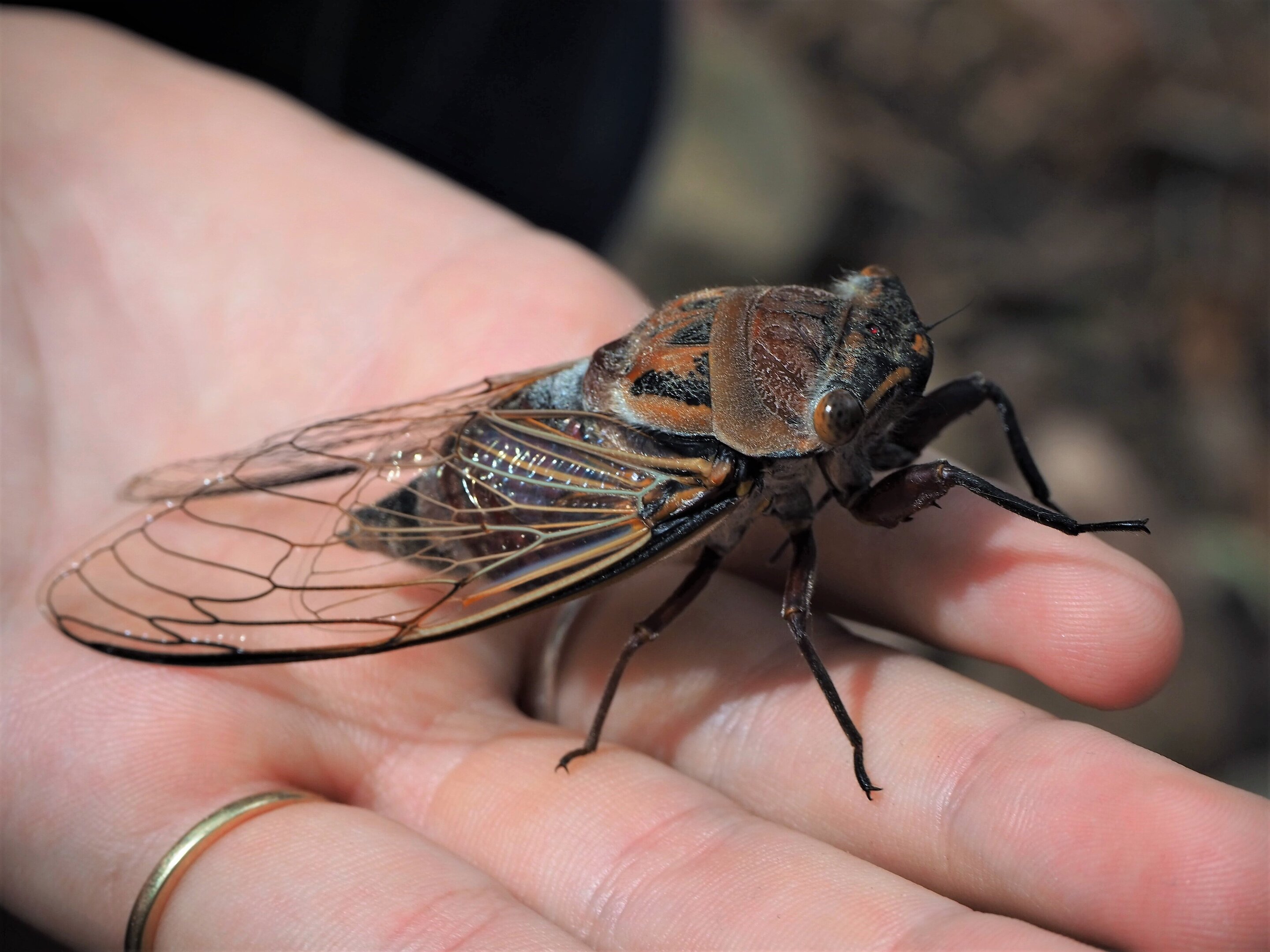 It's nearly cicada census time