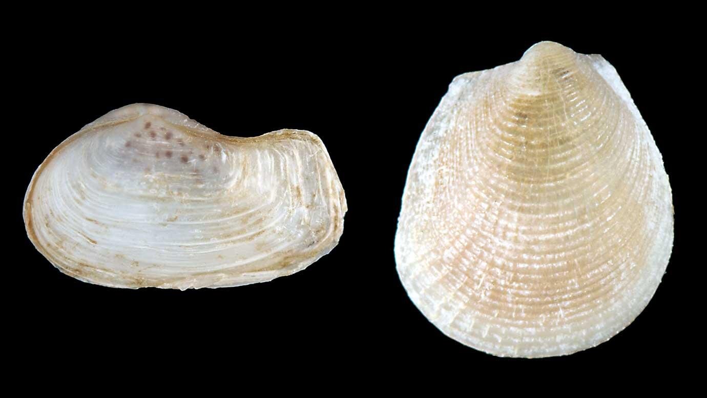 Clam fossils help scientists find errors in evolutionary tree calculations