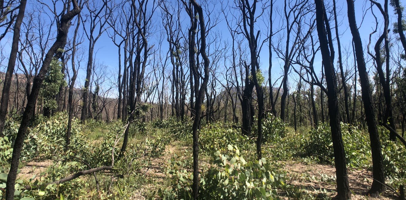Climate change is testing the resilience of native plants to fire, from ash forests to gymea lilies - Phys.org