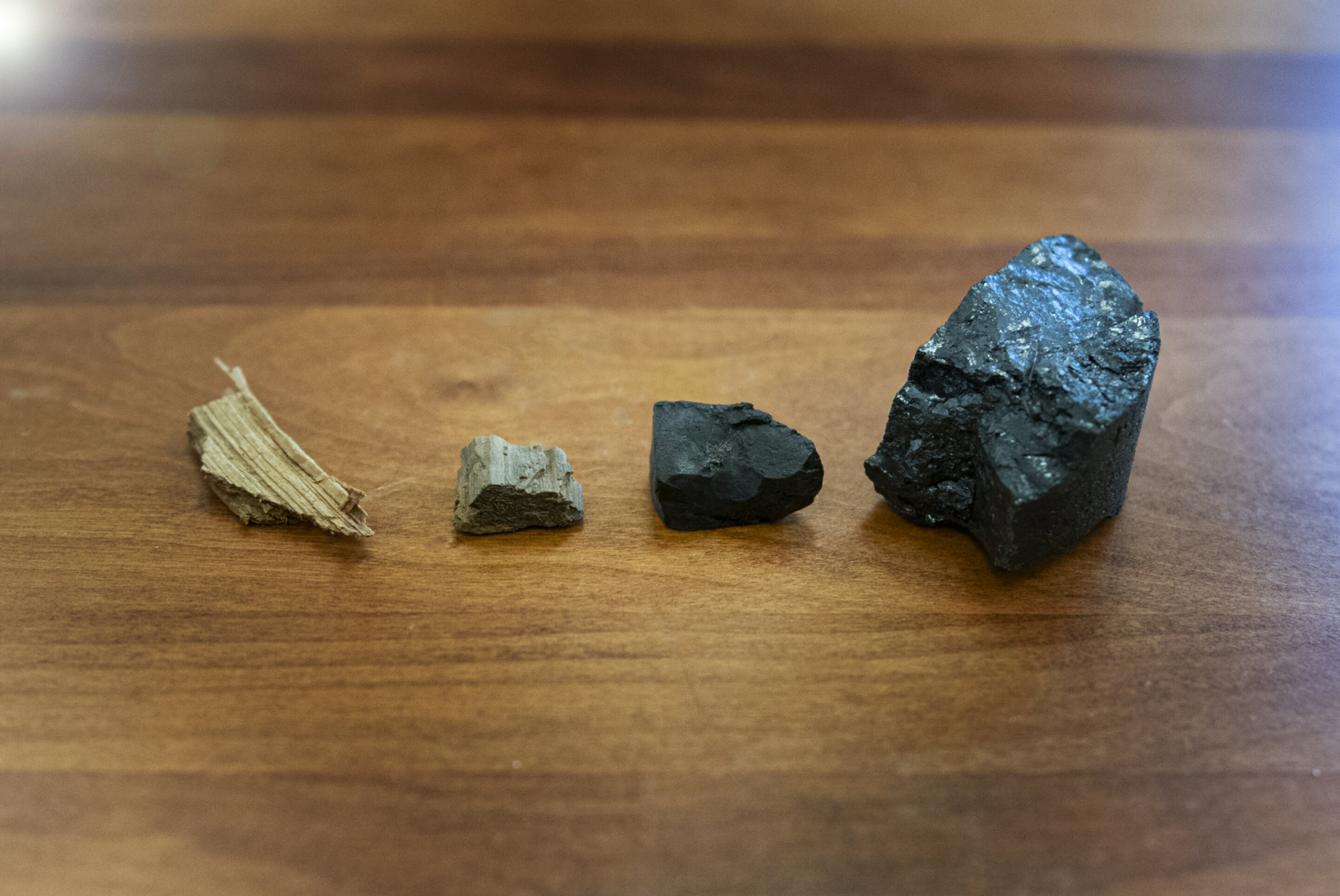 Coal creation mechanism uncovered