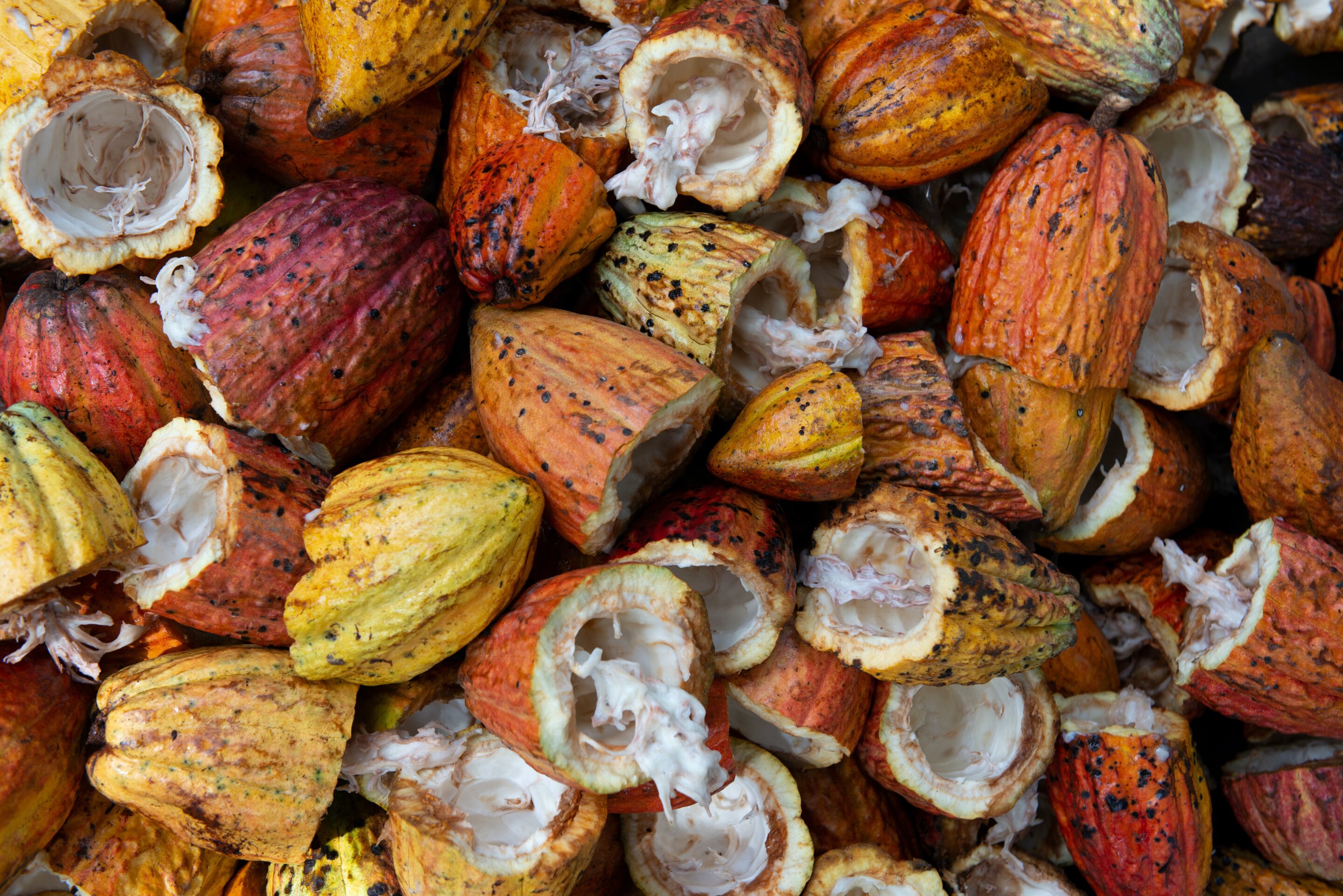 A cocoa bean's 'fingerprint' could help trace chocolate bars back to their farm ..