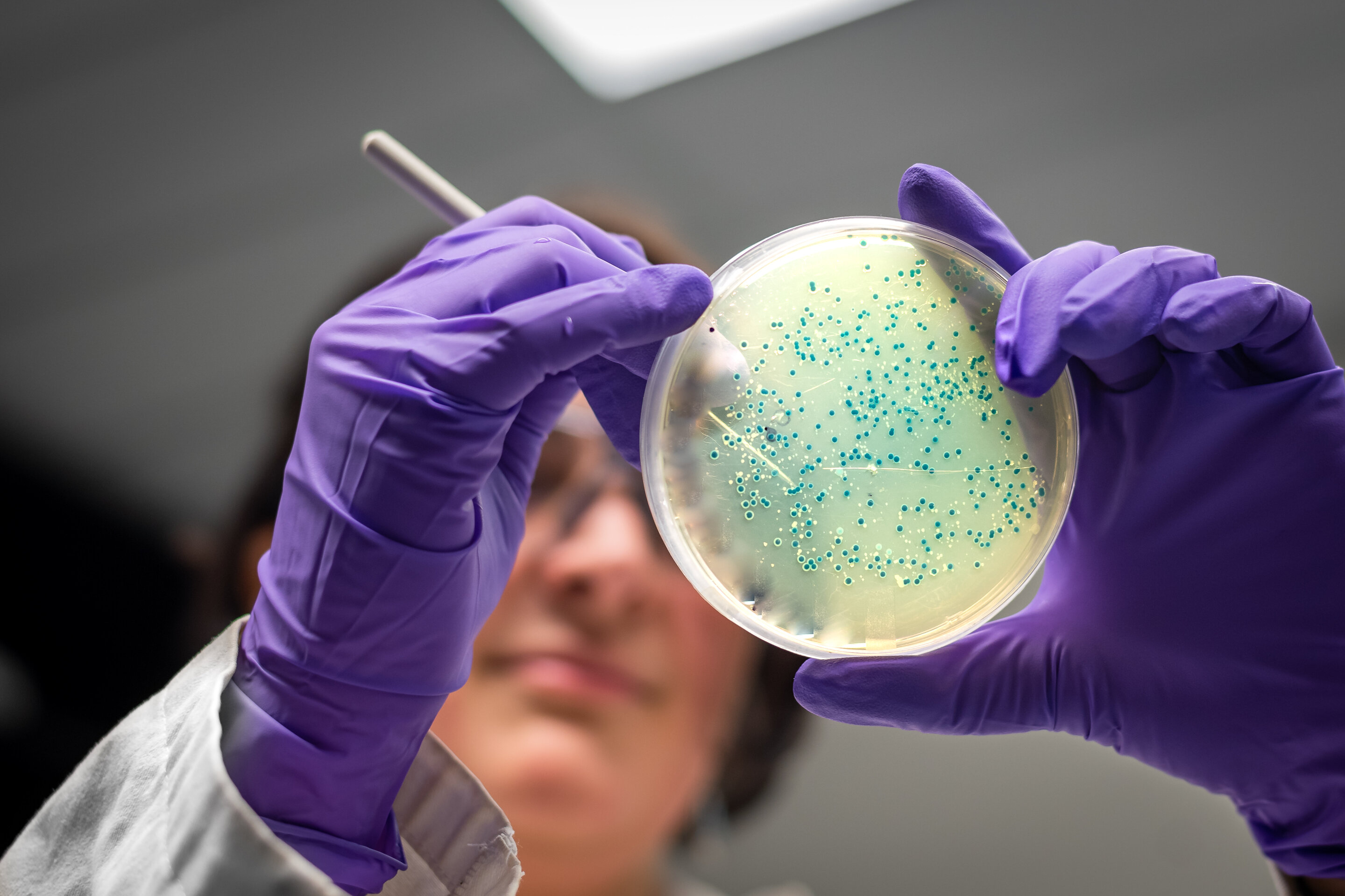 photo of Common bacteria modified to make designer sugar-based drug image