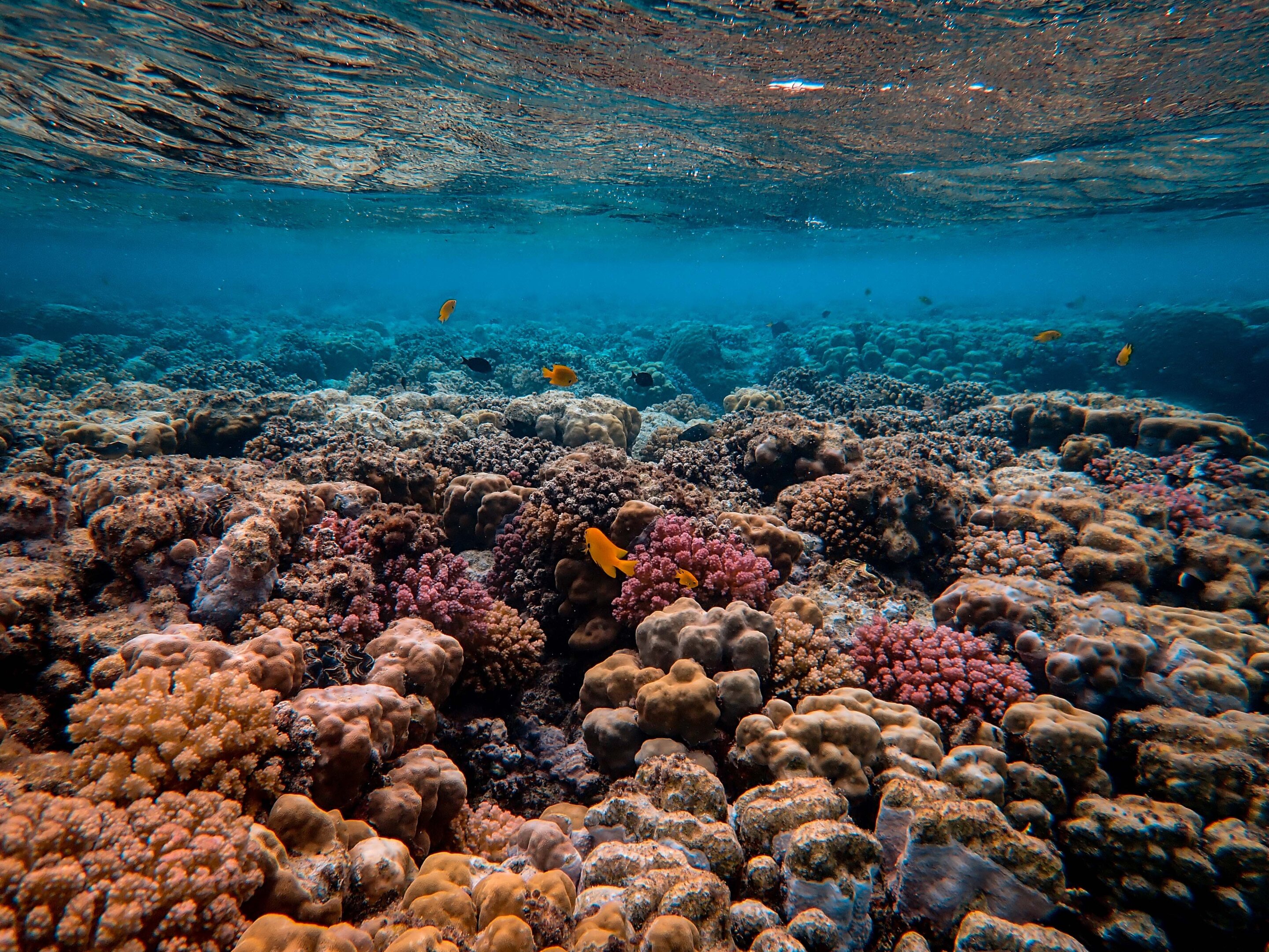 Snap, crackle, pop: Healthy coral reefs are brimming with noise