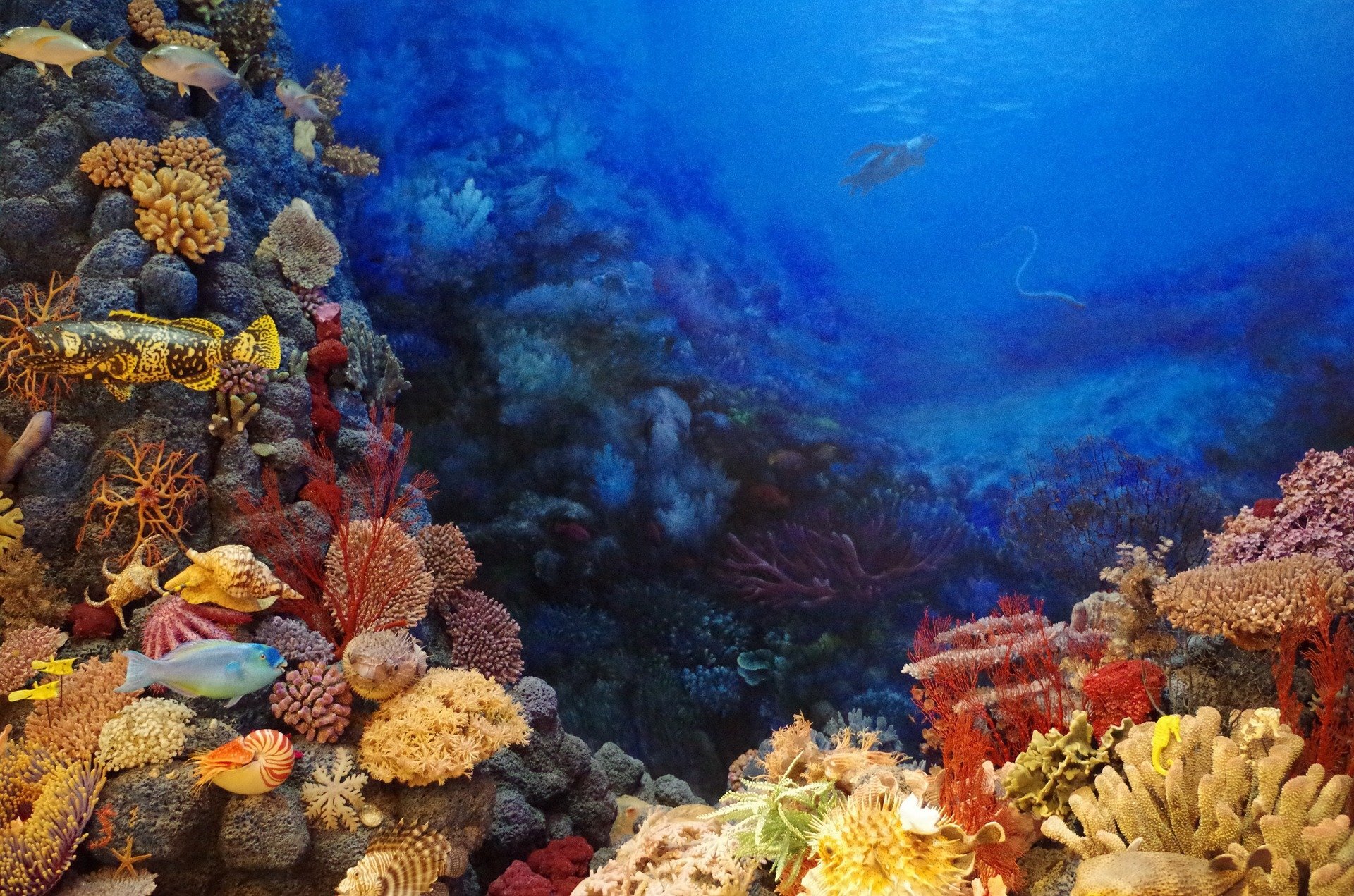 Nitrogen contained in coral provides evidence of human impact on