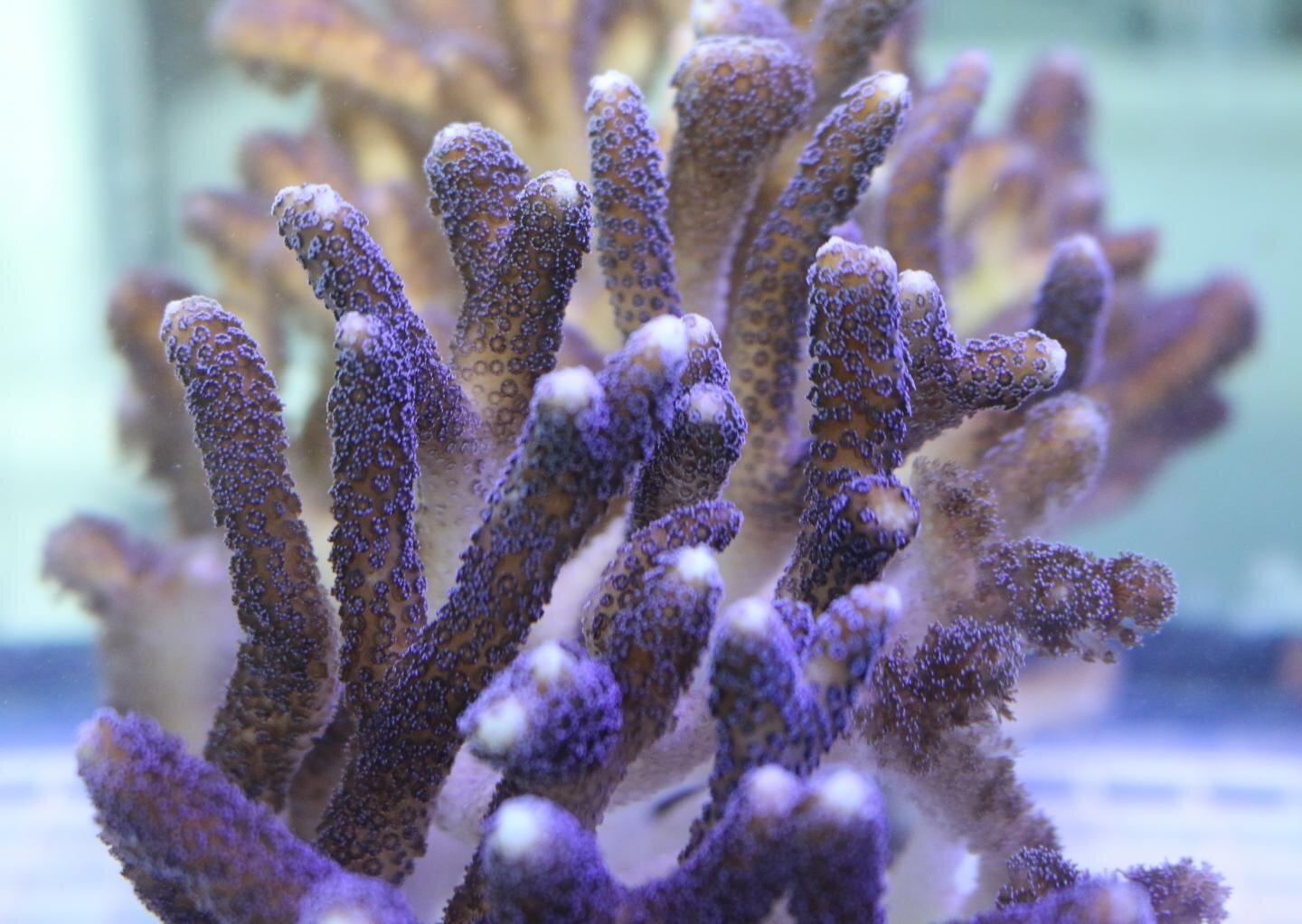 photo of Scientists' findings suggest corals will withstand climate change image