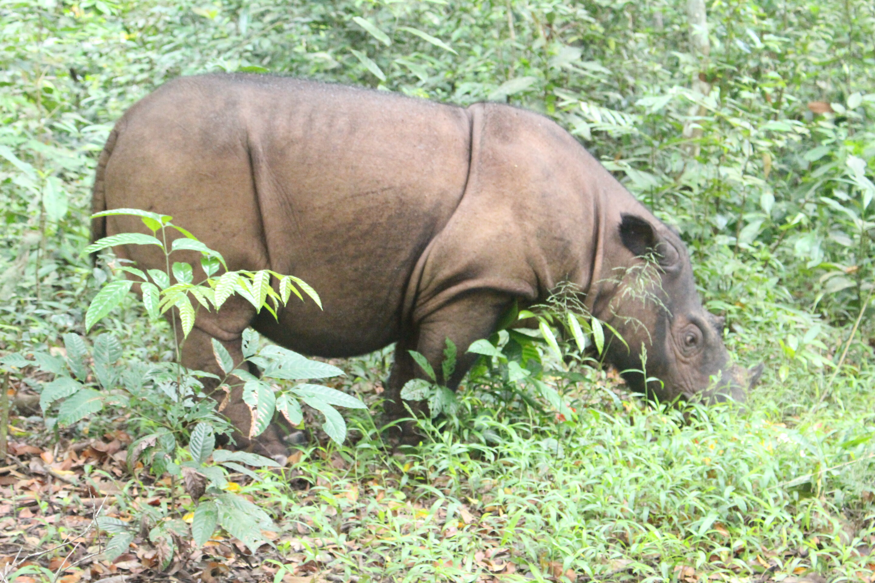 photo of Development of microsatellite markers for censusing of endangered rhinoceros image