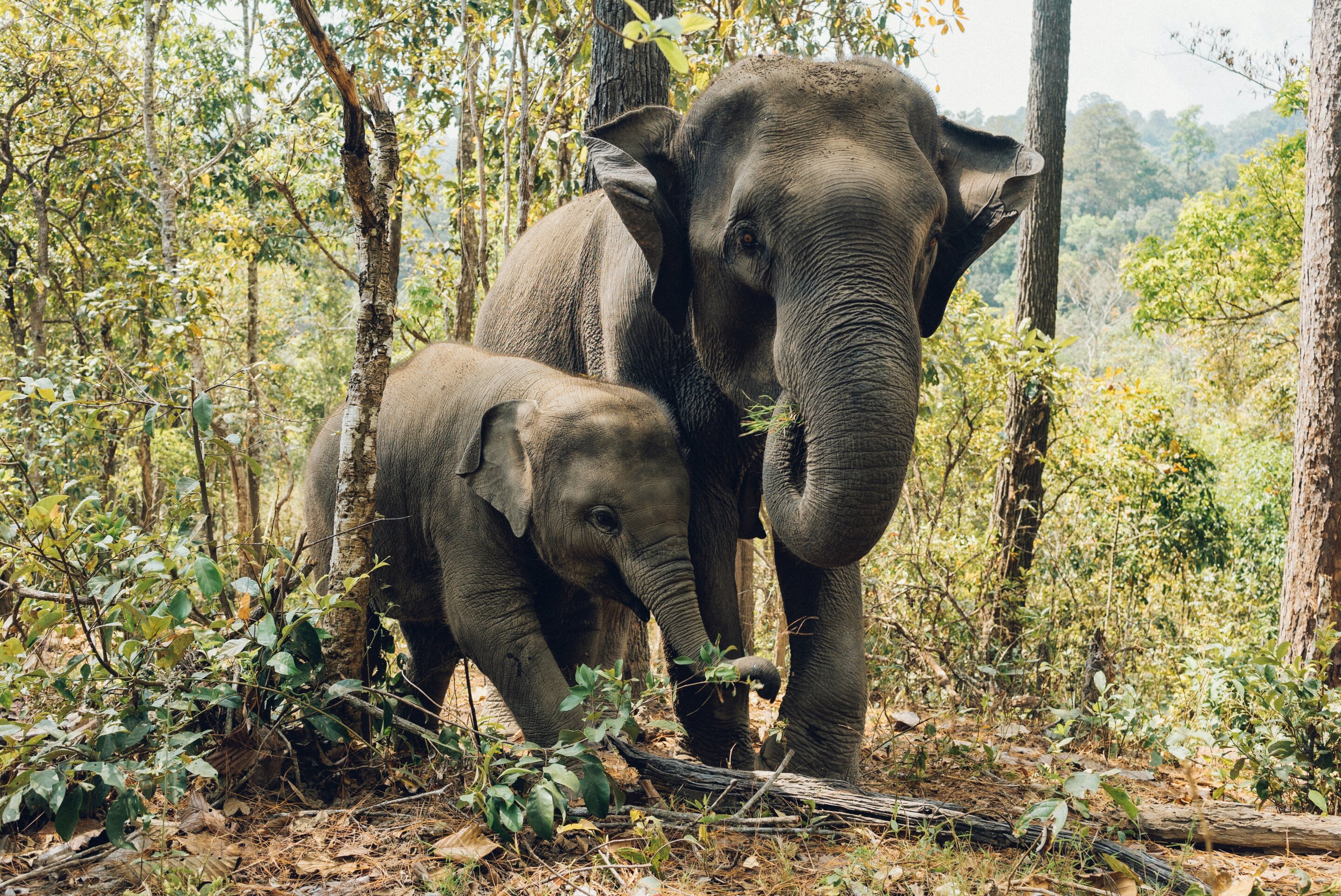 How forest elephants move depends on water, humans, and personality