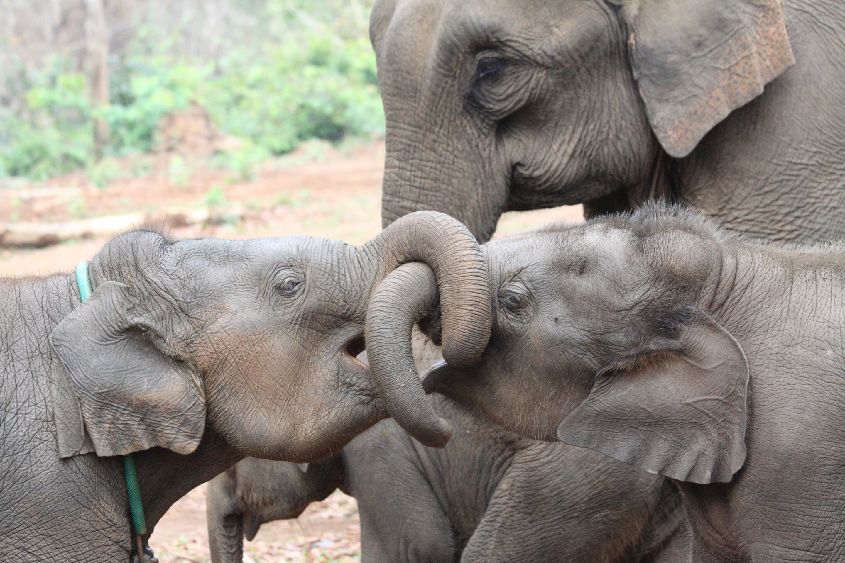 photo of Elephants benefit from having older siblings, especially sisters image