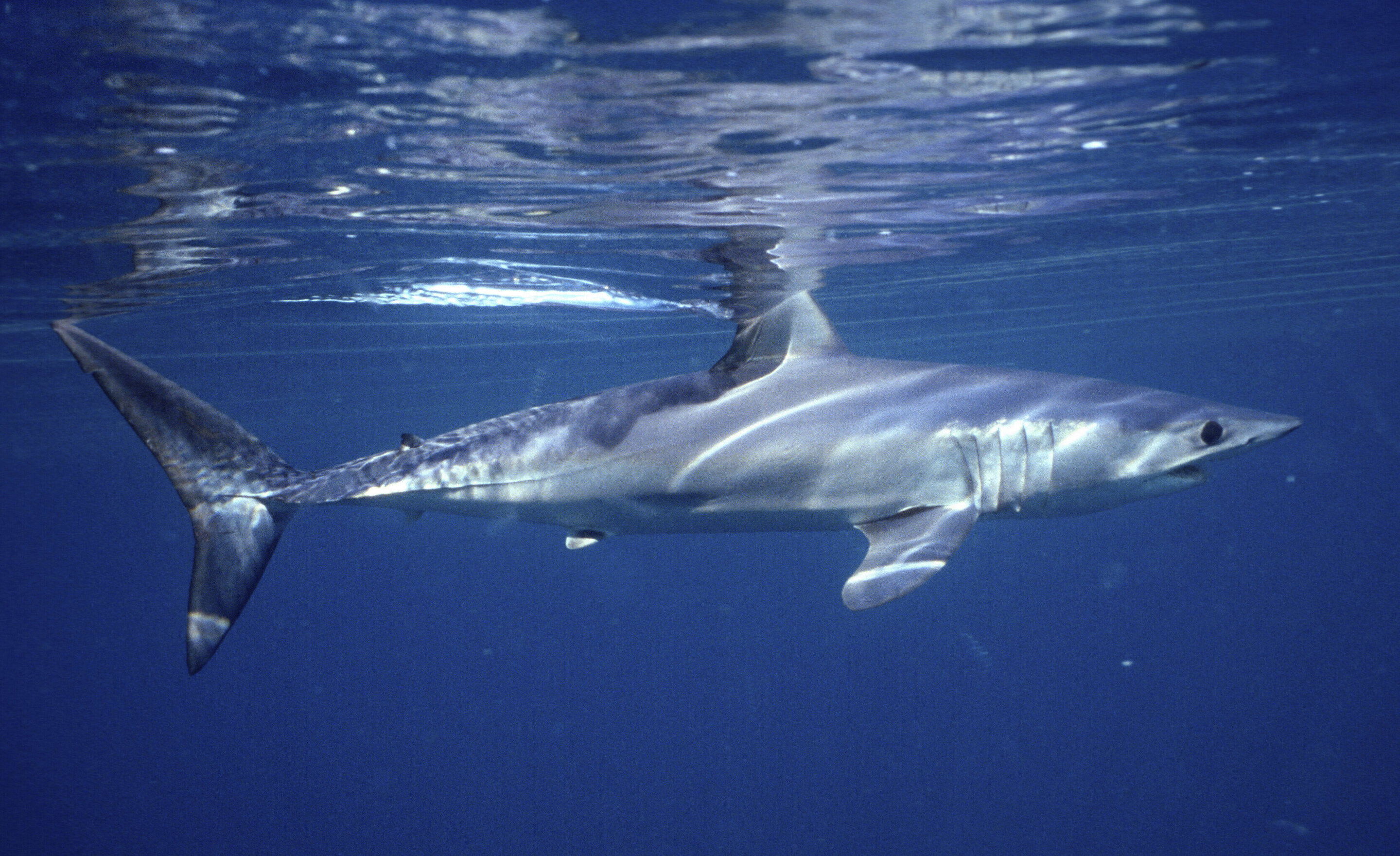 photo of Empty seas: Oceanic shark populations dropped 71% since 1970 image