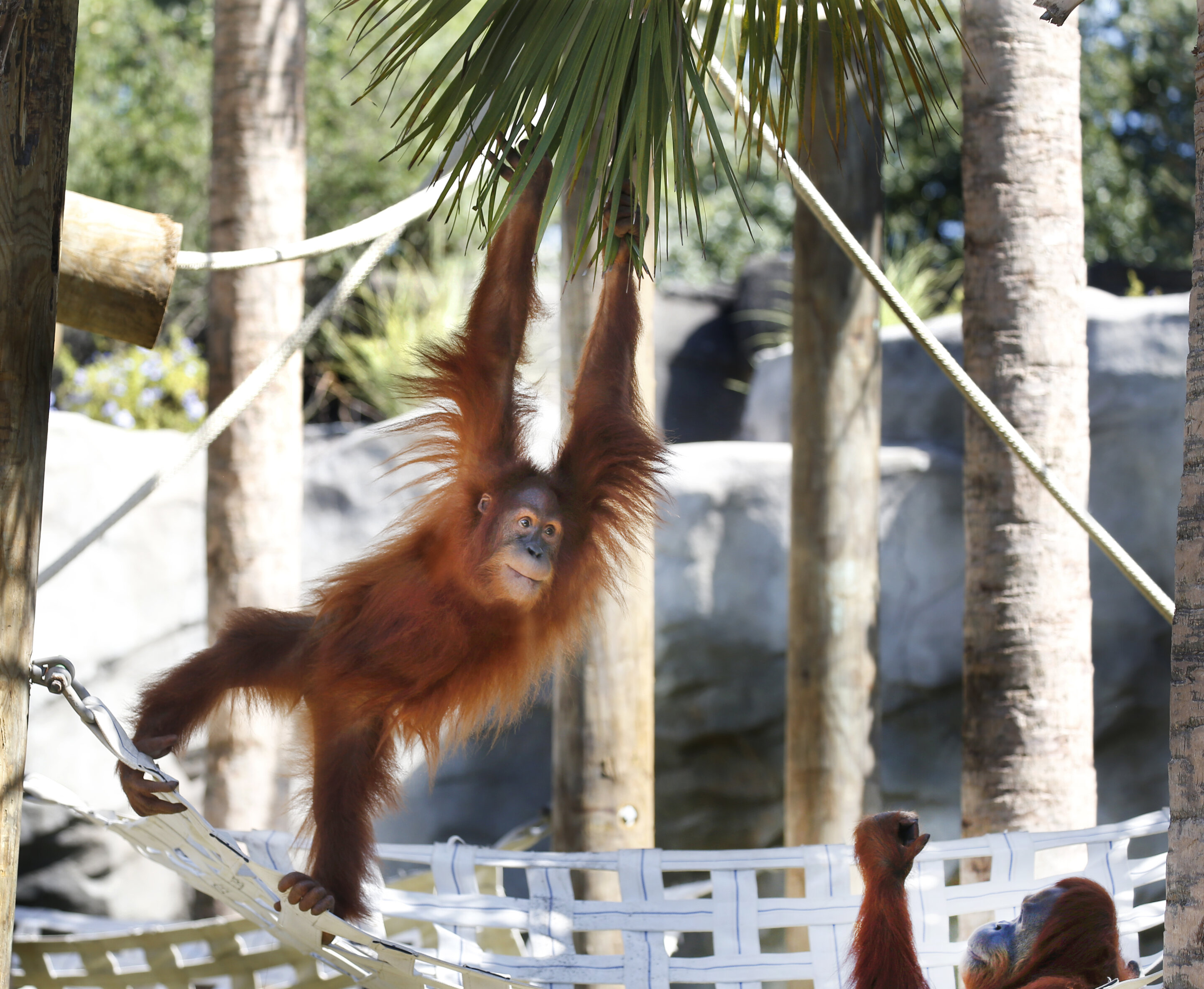 photo of Endangered orangutan in New Orleans expecting twins image