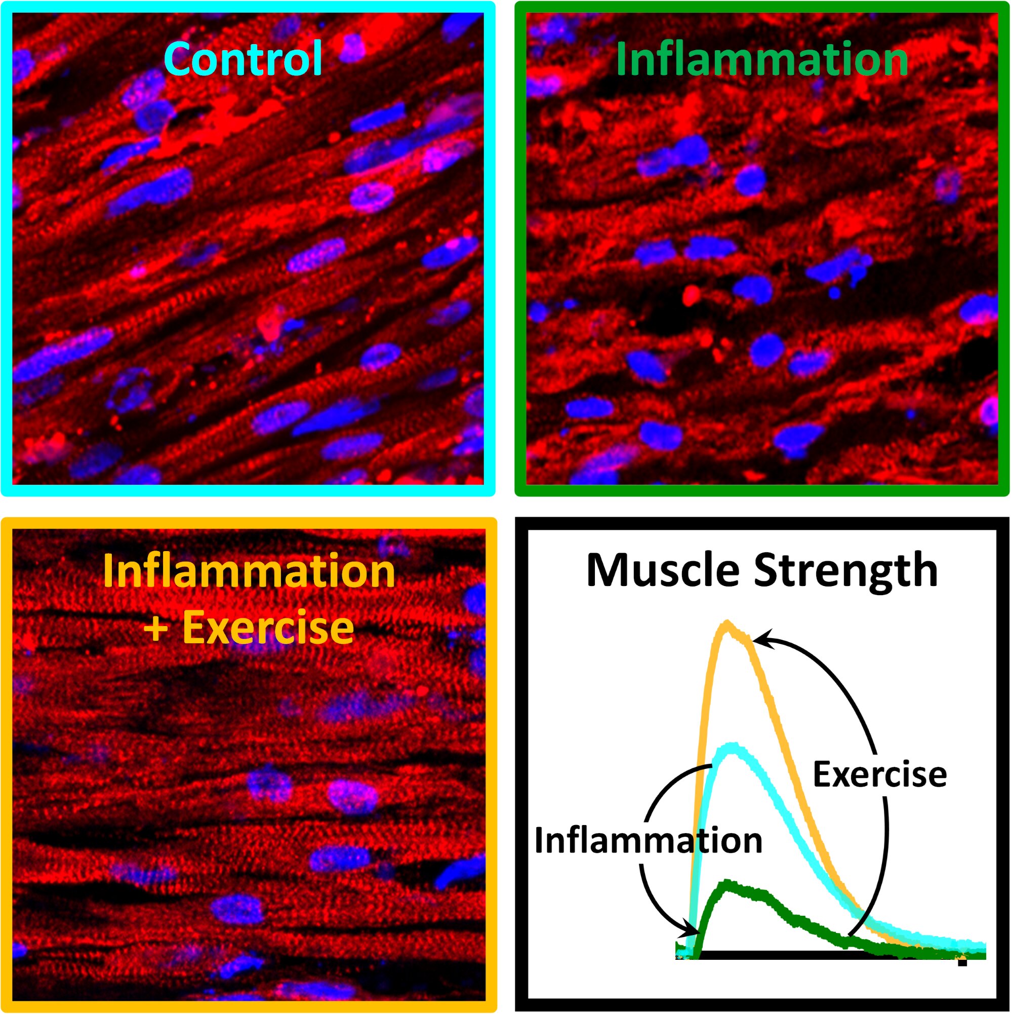 Muscle exercise fights chronic inflammation on its own