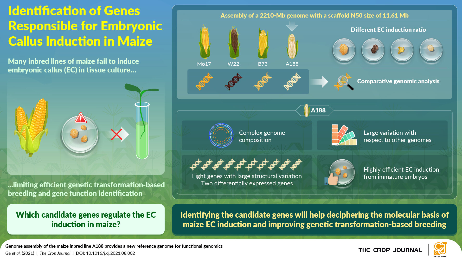 Exploring the ma(i)ze Functional genomics can help molecular