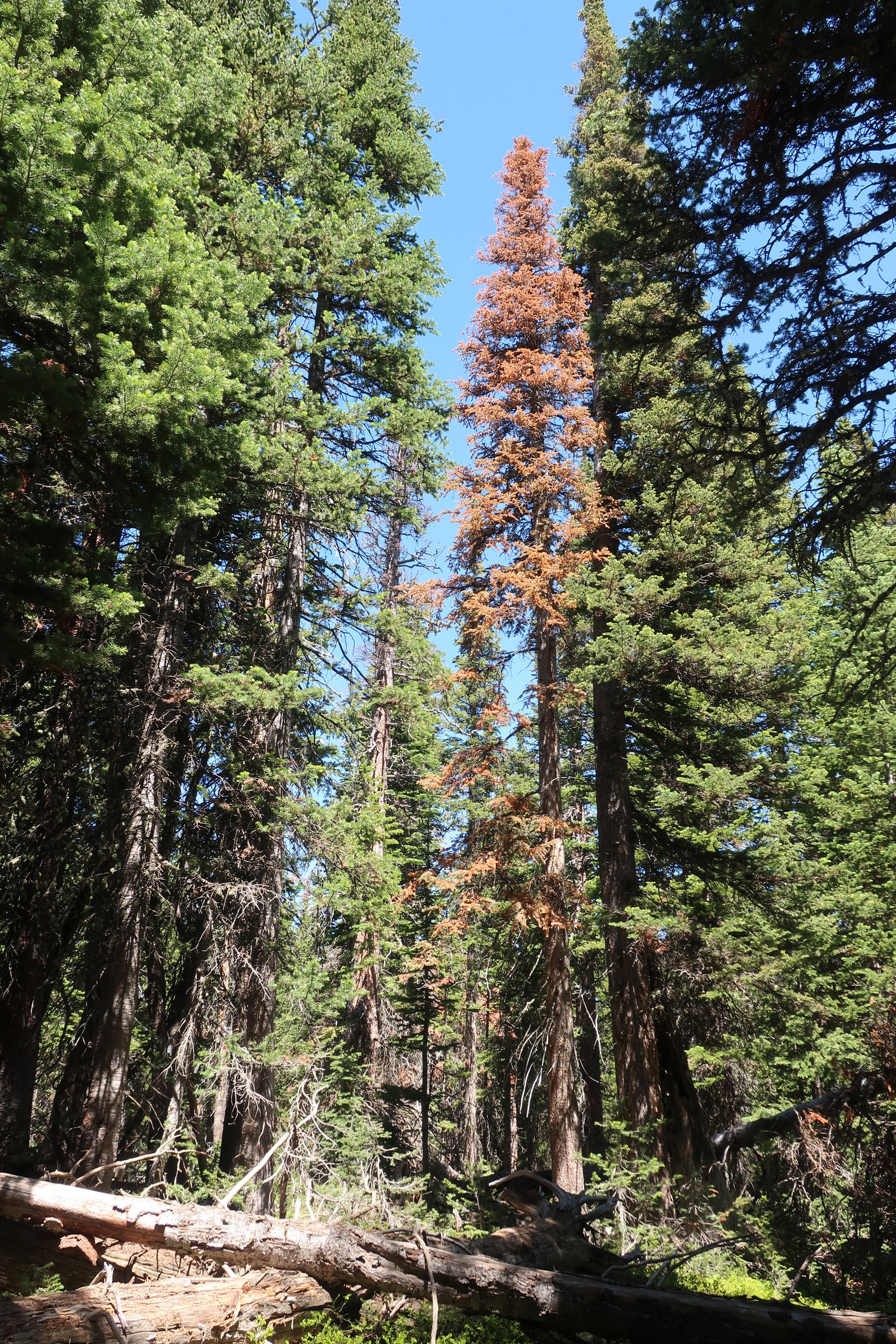 Extreme heat, dry summers main cause of tree death in Colorado's subalpine fores..