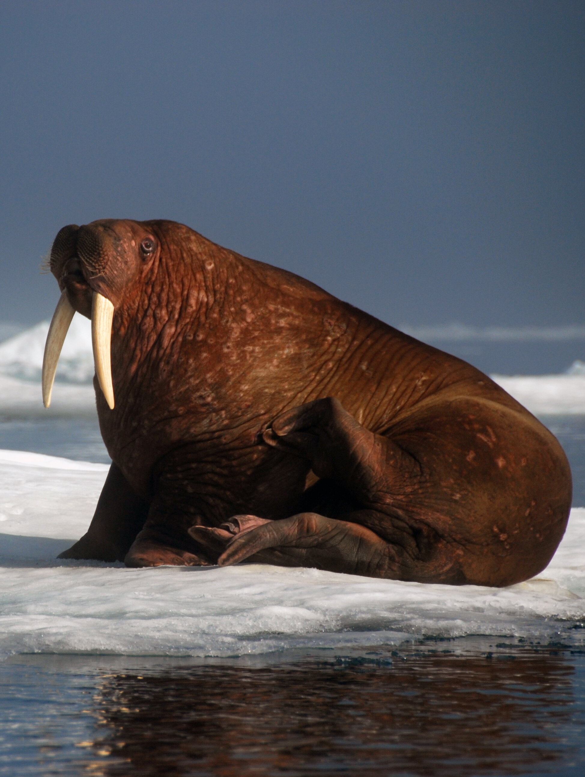 Female and young walruses depend on disappearing Arctic sea ice for food sources