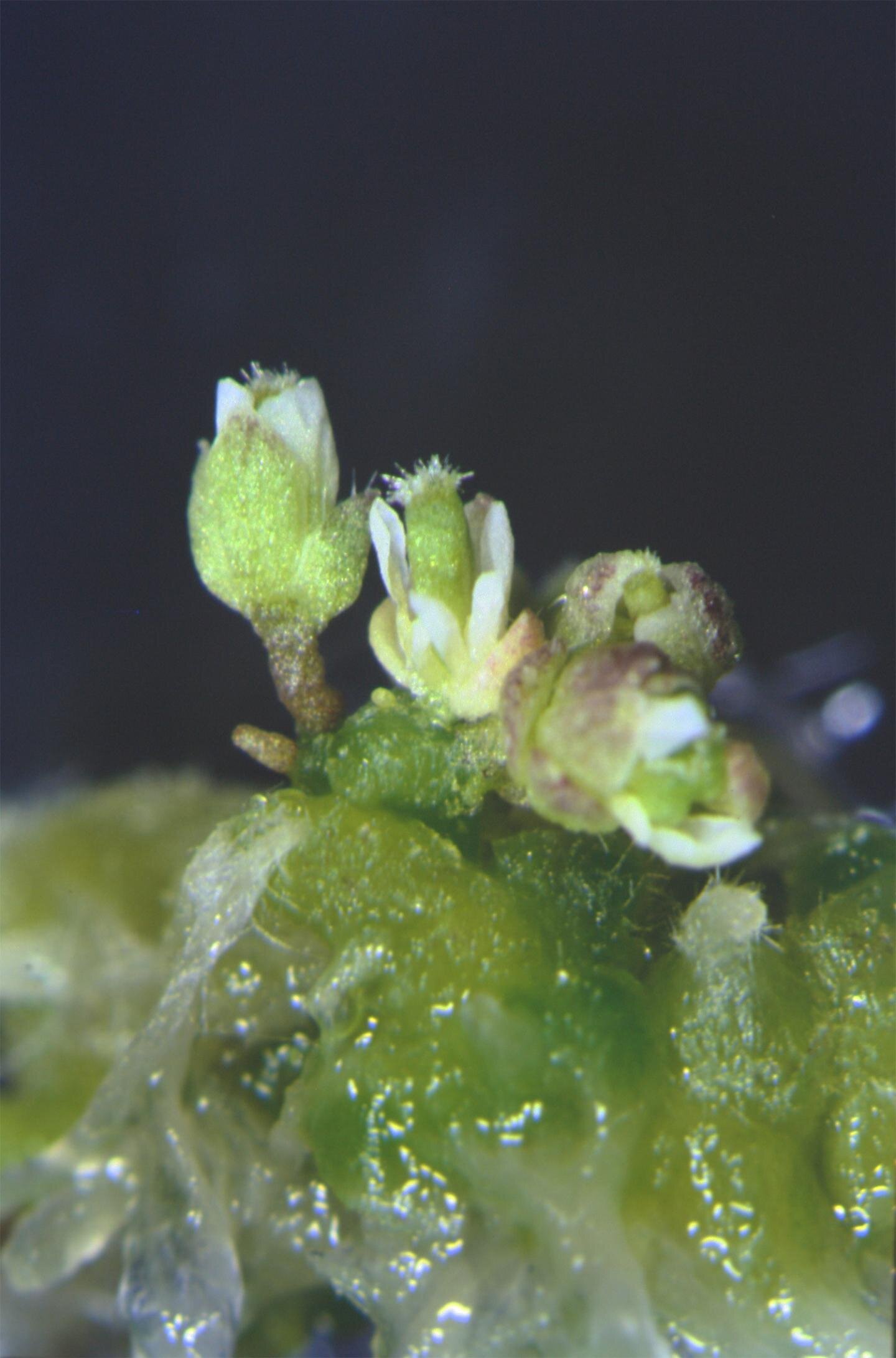 photo of First ever 'pioneer' factor found in plants enables cells to change their fate image