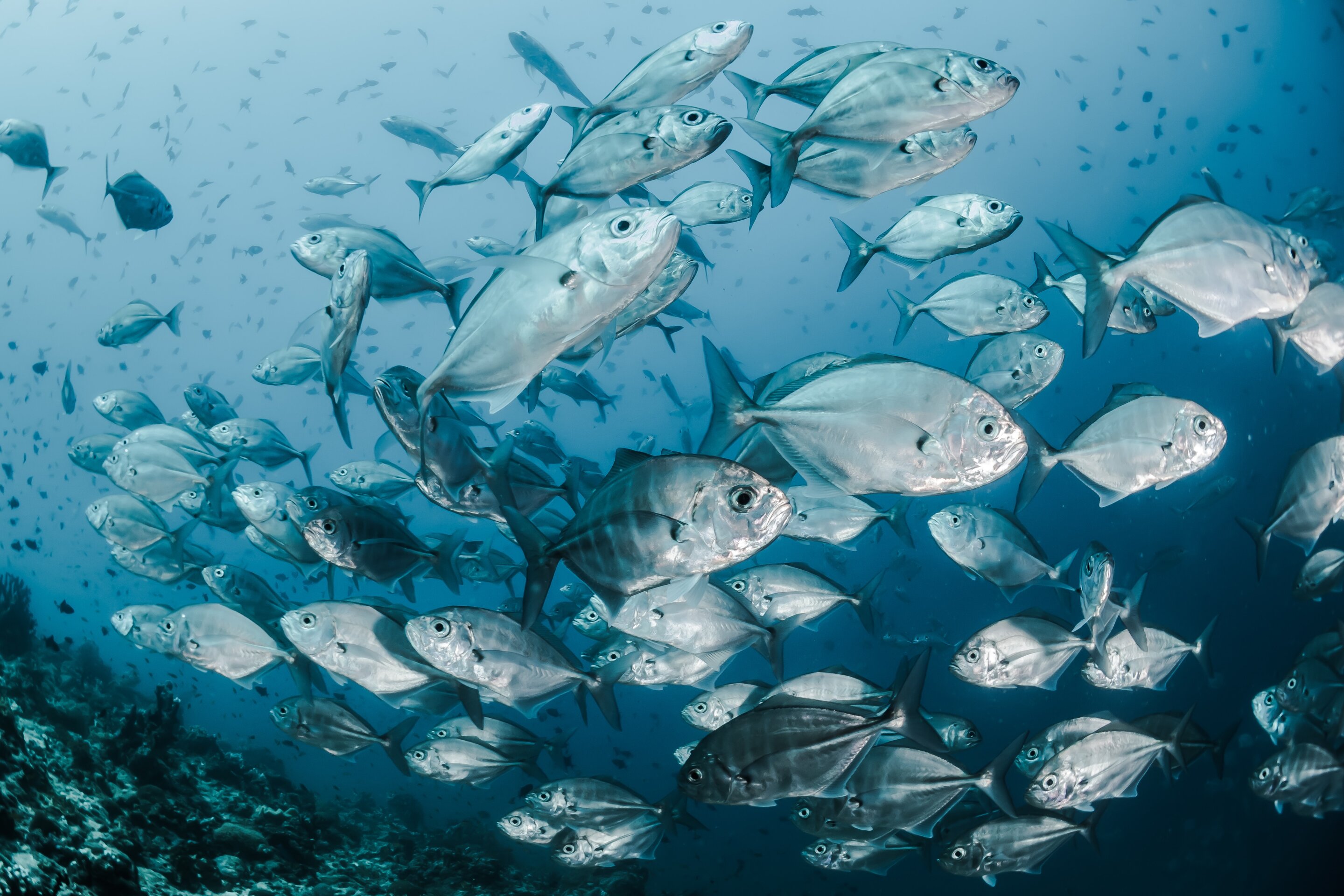 Marine fish are responding to ocean warming by relocating towards the poles