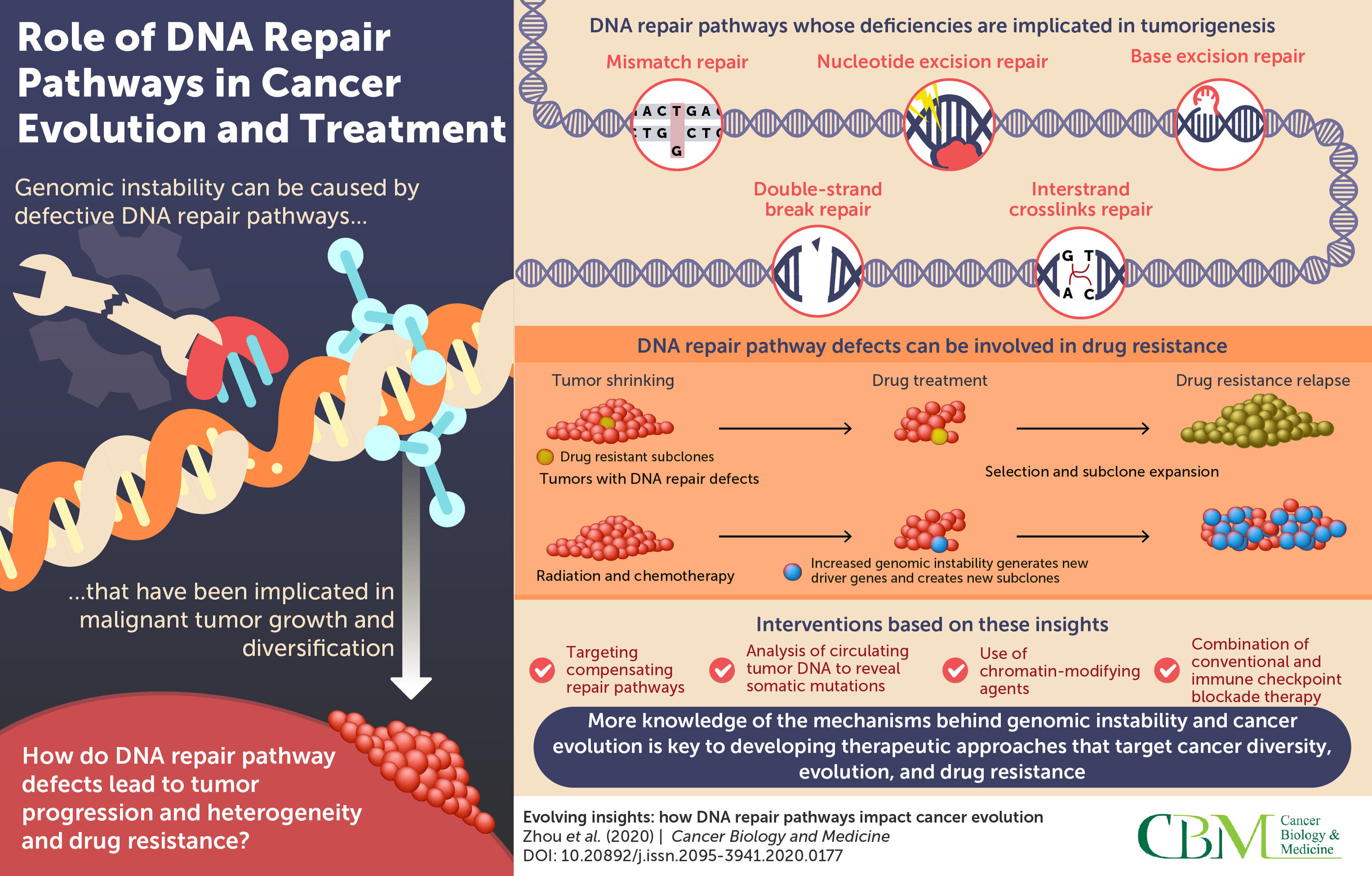 Understanding The Dna Repair Toolkit To Chart Cancer Evolution