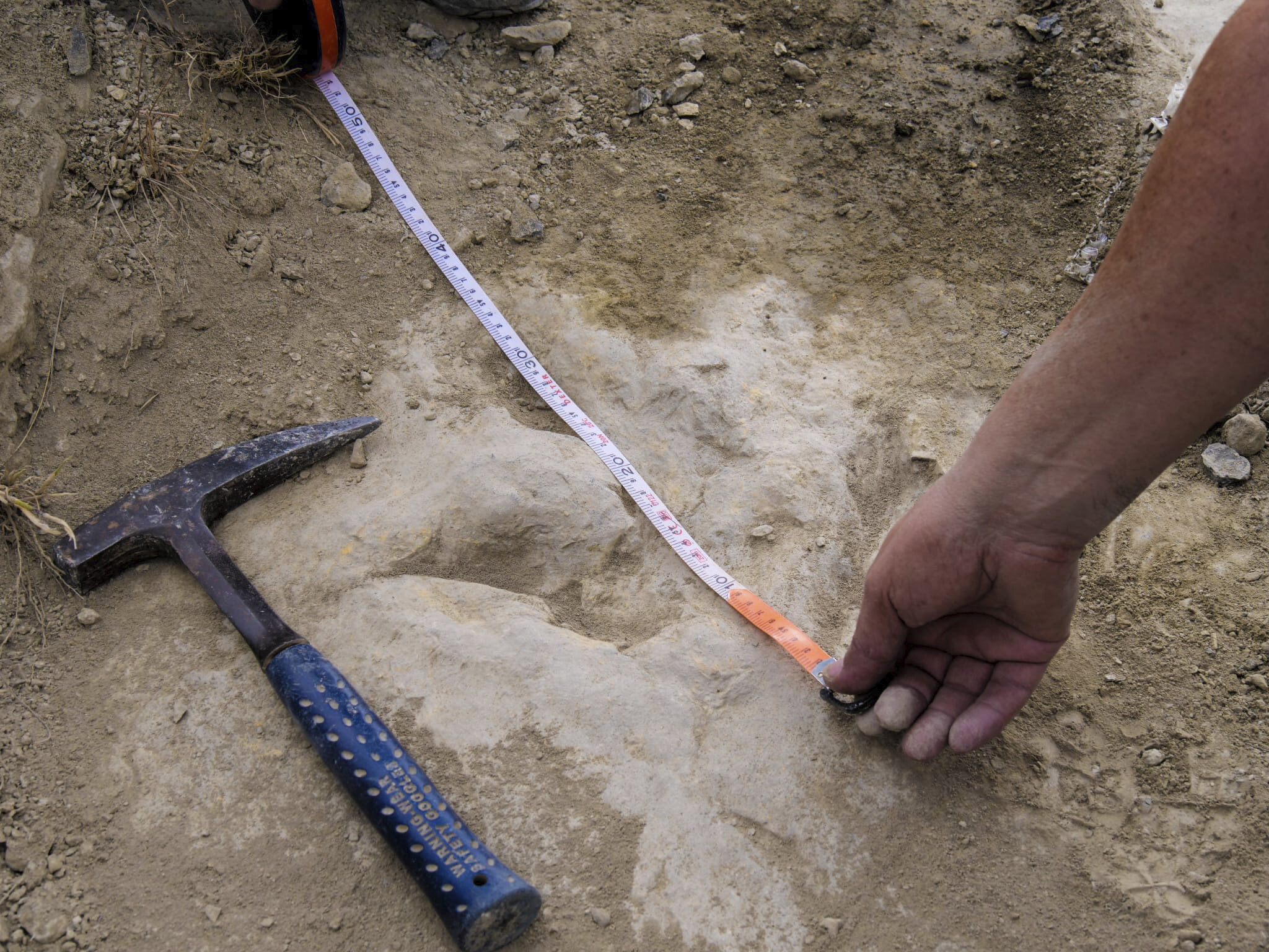 Footprints show some two-legged dinosaurs were agile