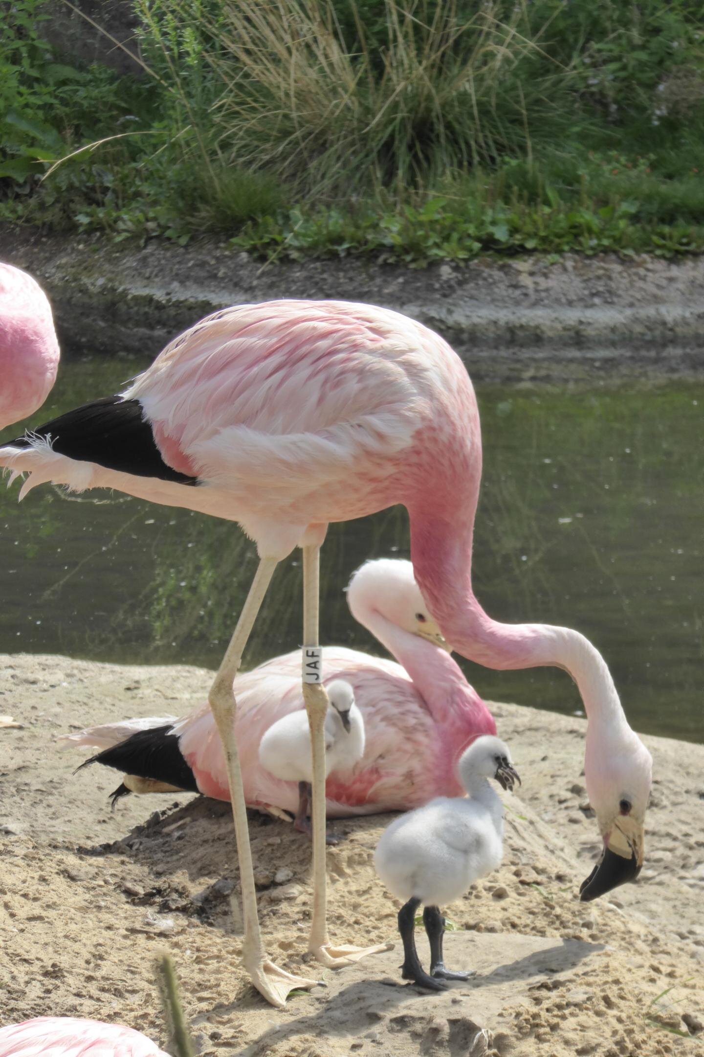 photo of Fostered flamingos just as friendly image