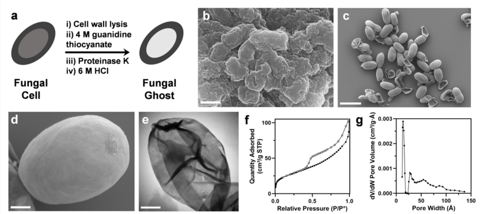 ‘Fungus ghost’ protects skin, dust against toxins, radiation