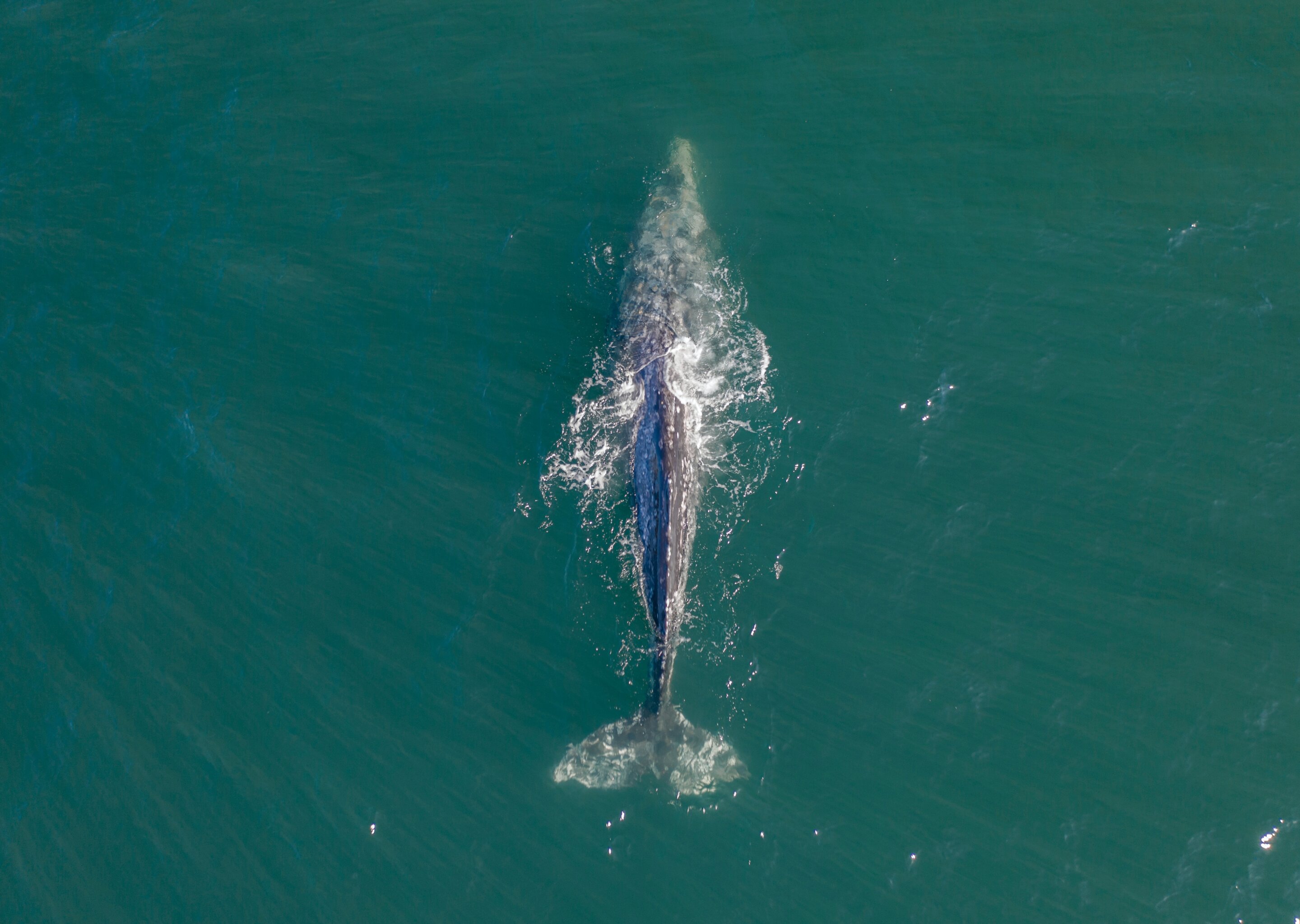 photo of Study suggests starvation decimated gray whales off the Pacific Coast: Can the giants ever recover? image