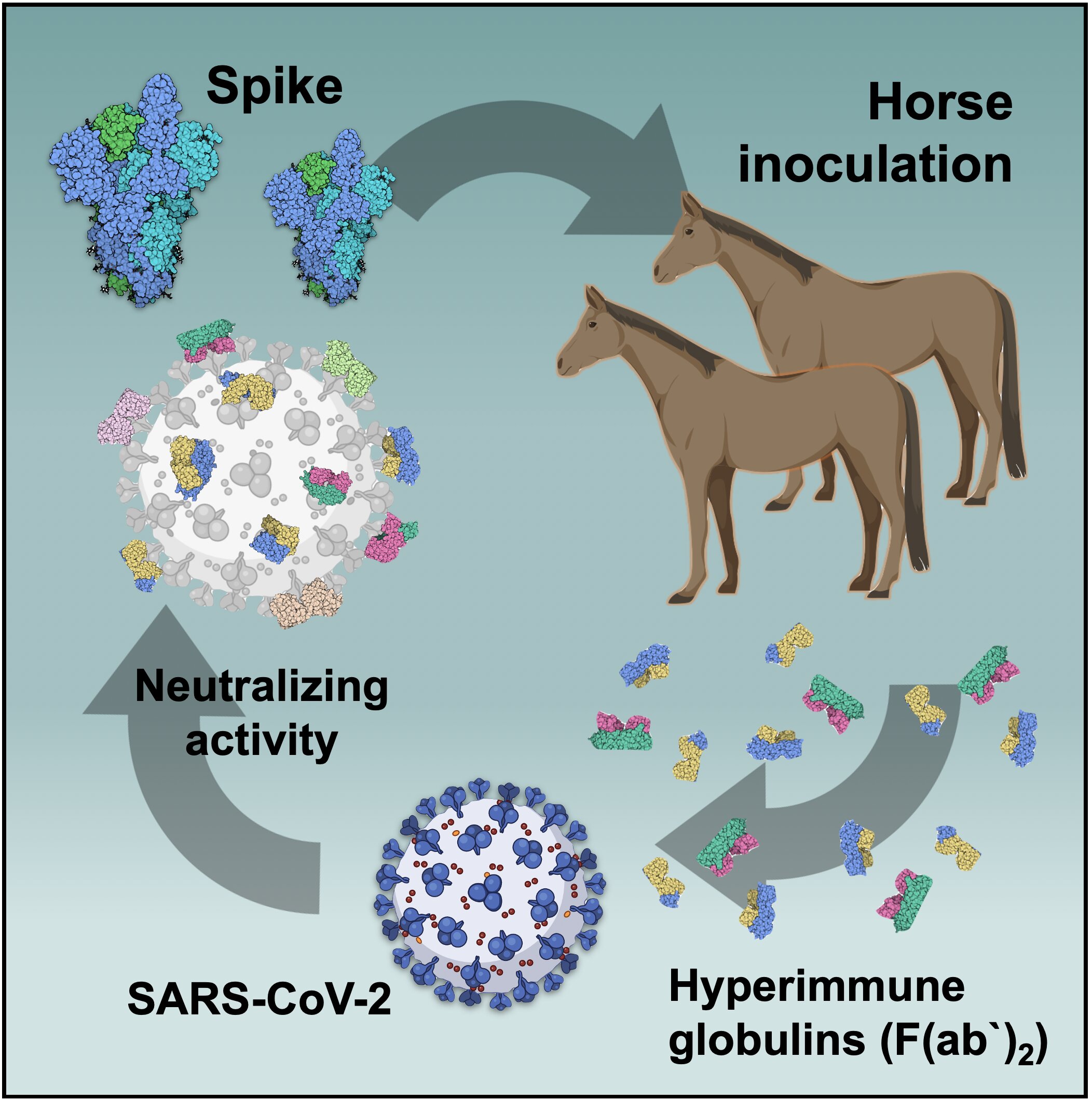 Študija kaže, da lahko konjska hiperimunska protitelesa pomagajo v boju proti Govt-19