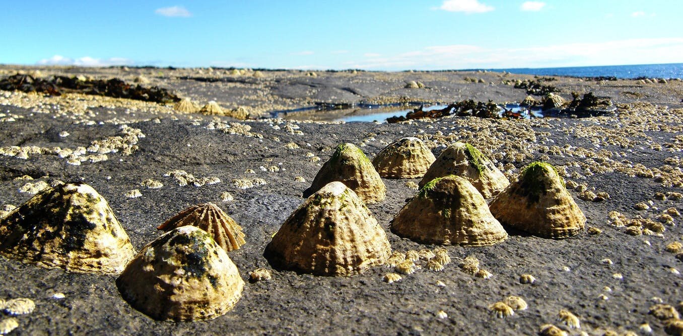 How the humble limpet helped humans develop, survive and thrive