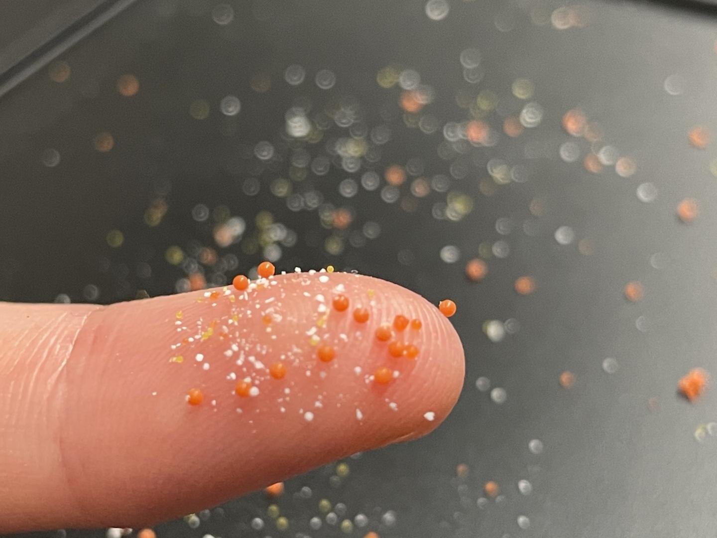 New study shows that microplastics are turning into ‘hubs’ for pathogens, antibiotic-resistant bacteria