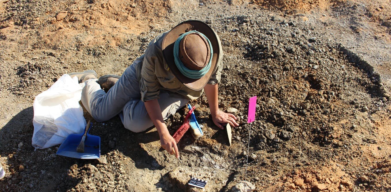 How to hunt fossils responsibly 5 tips from a professional paleontologist