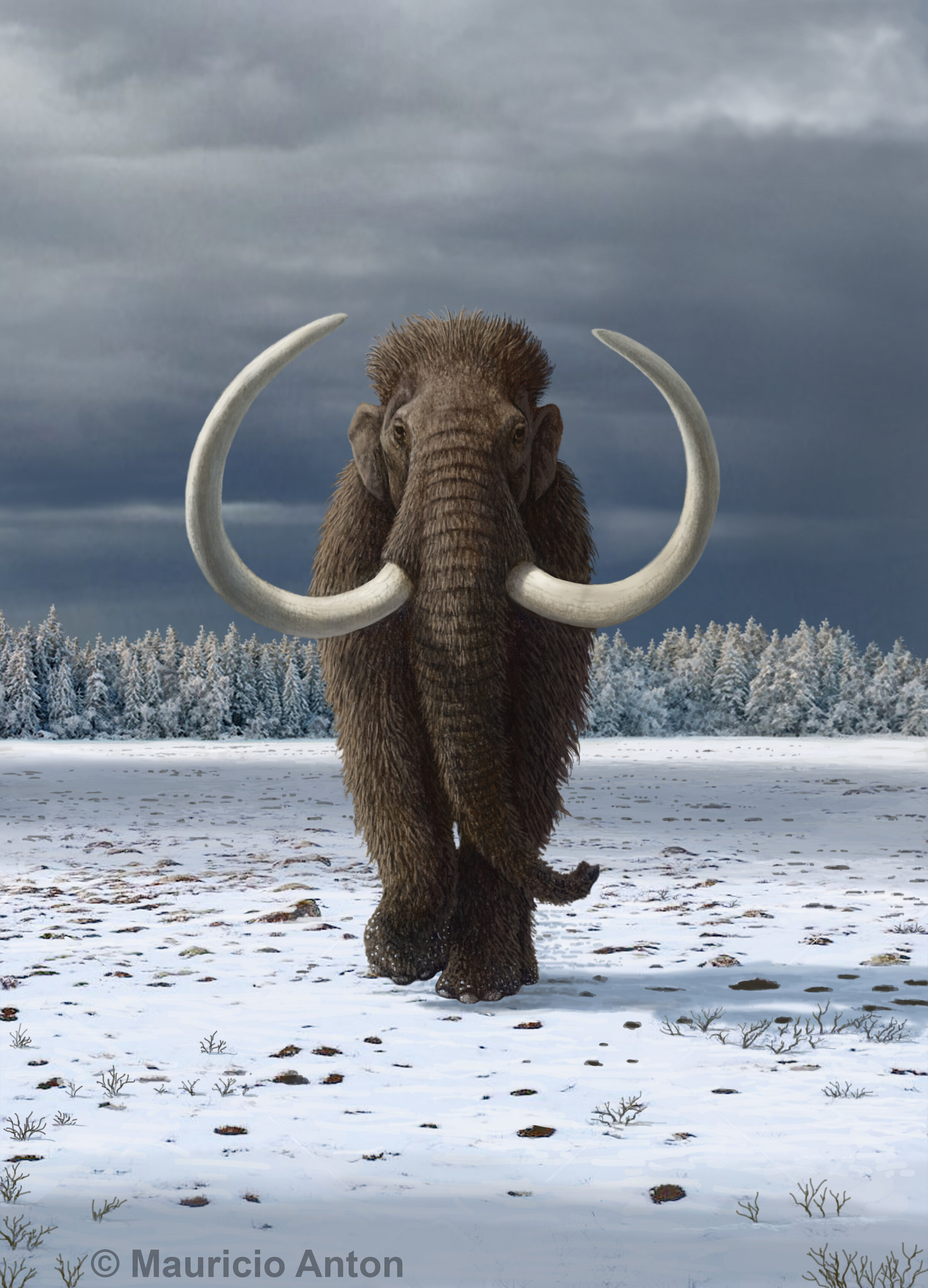 Humans hastened the extinction of the wooly mammoth