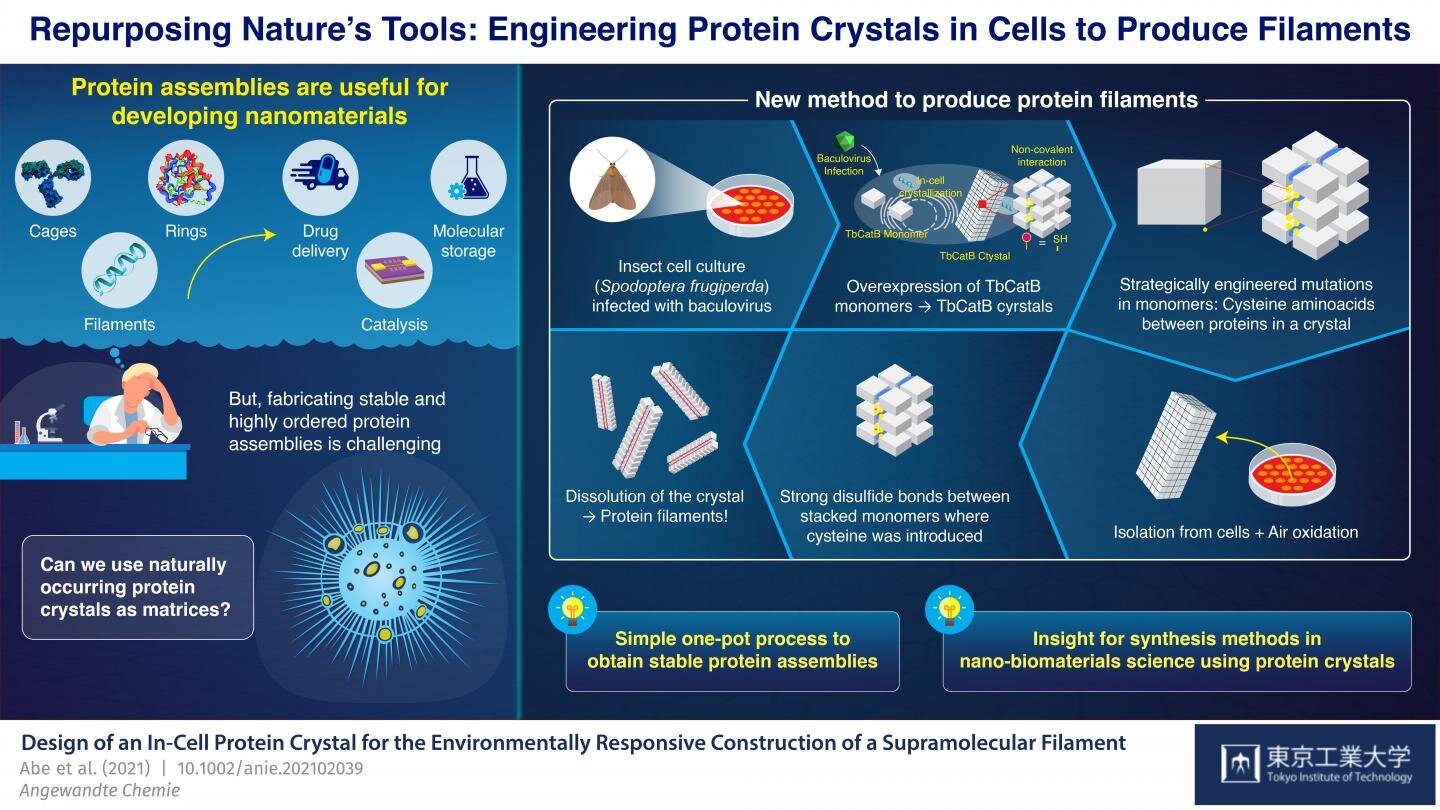 细胞内纳米3D打印机:从细胞内蛋白质晶体合吉村彩夏成稳定的细丝