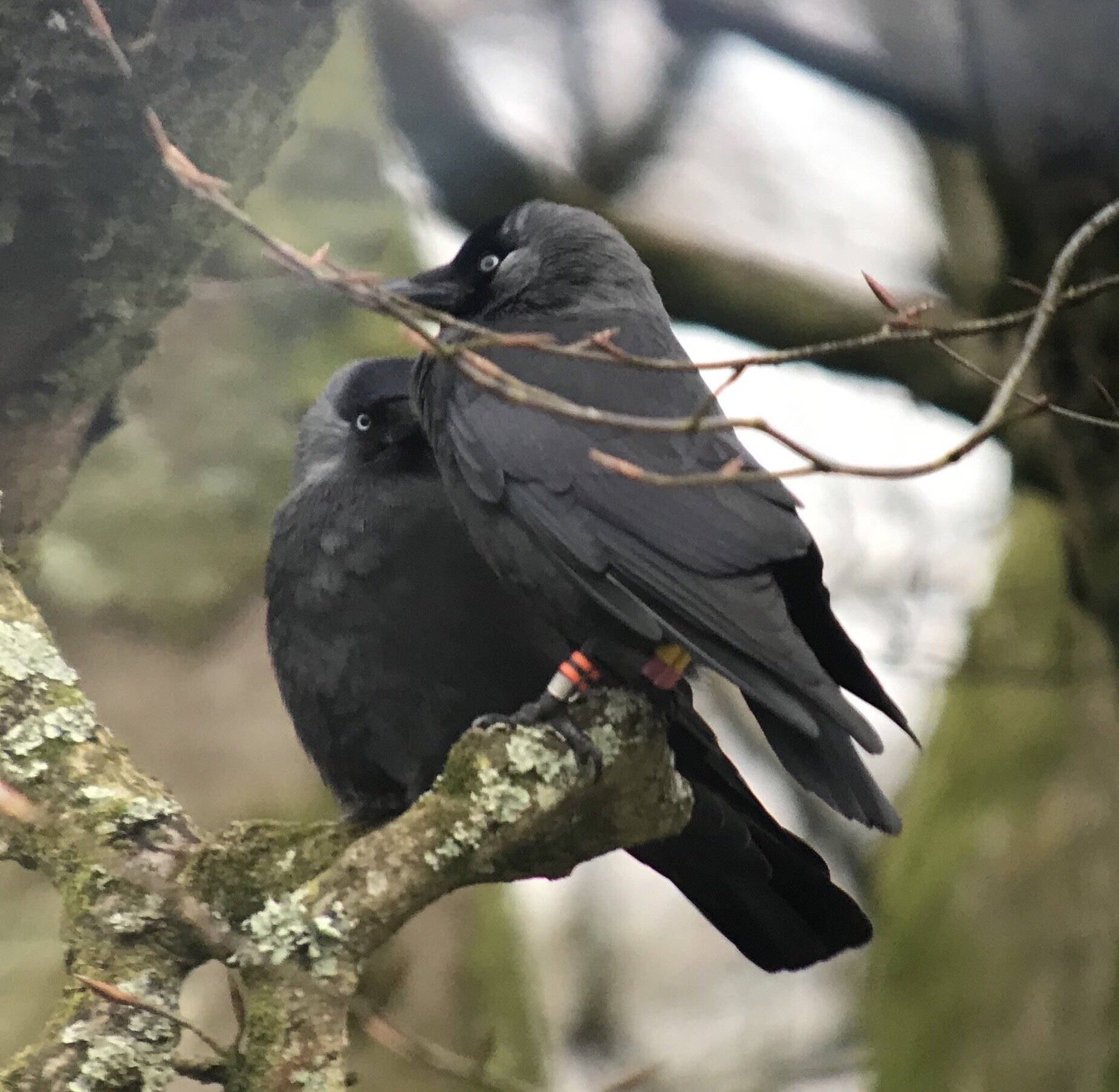jackdaws dont console