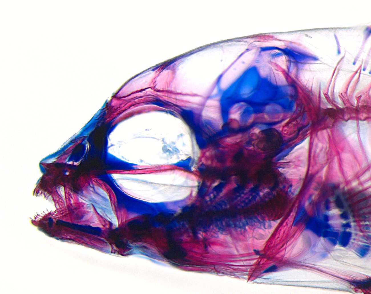 photo of Jaws: How an African ray-finned fish is helping us to rethink the fundamentals of evolution image