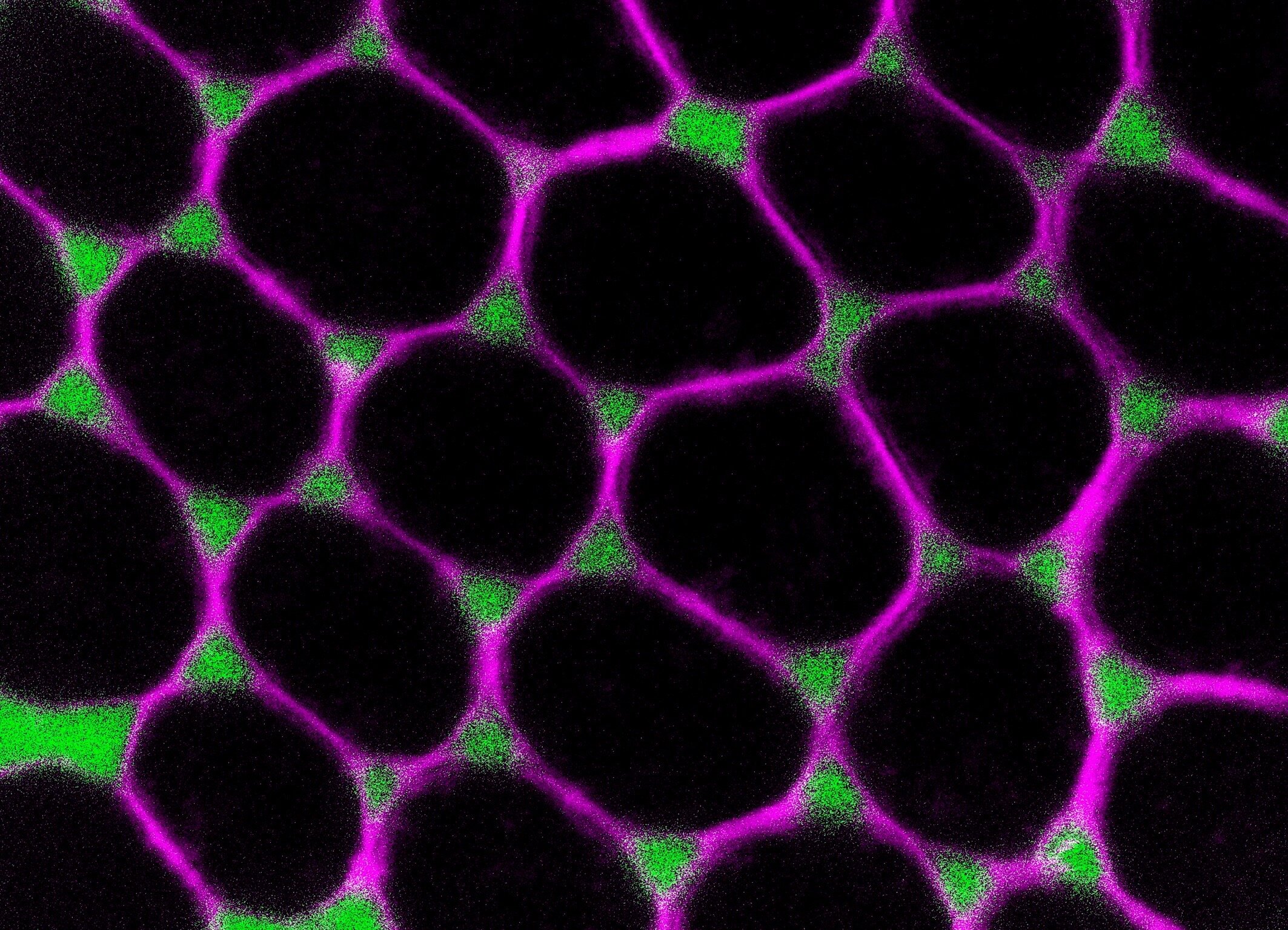 photo of Junctions between three cells serve as gateways for the transport of substances image