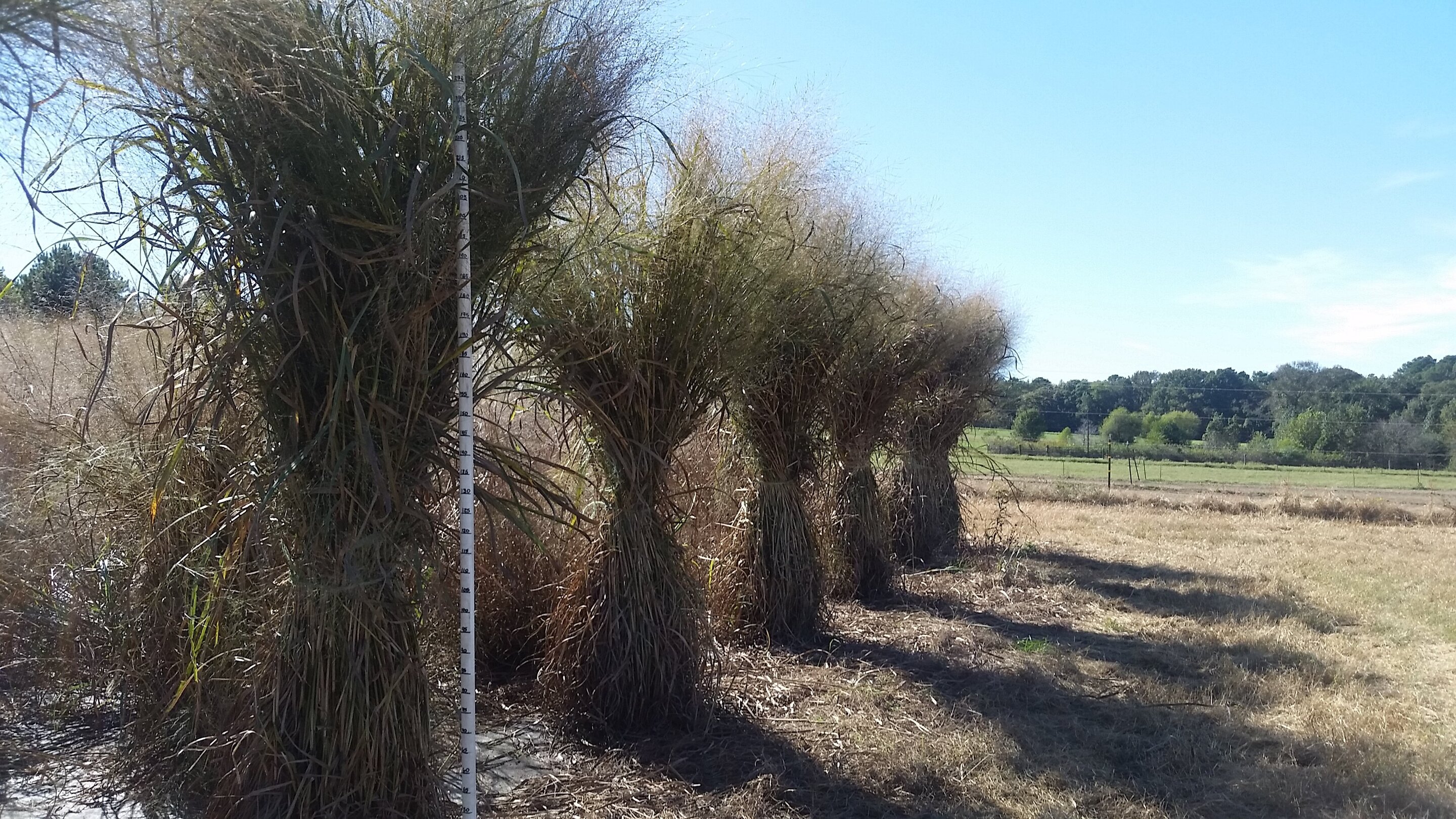 photo of Key switchgrass genes identified, which could mean better biofuels ahead image