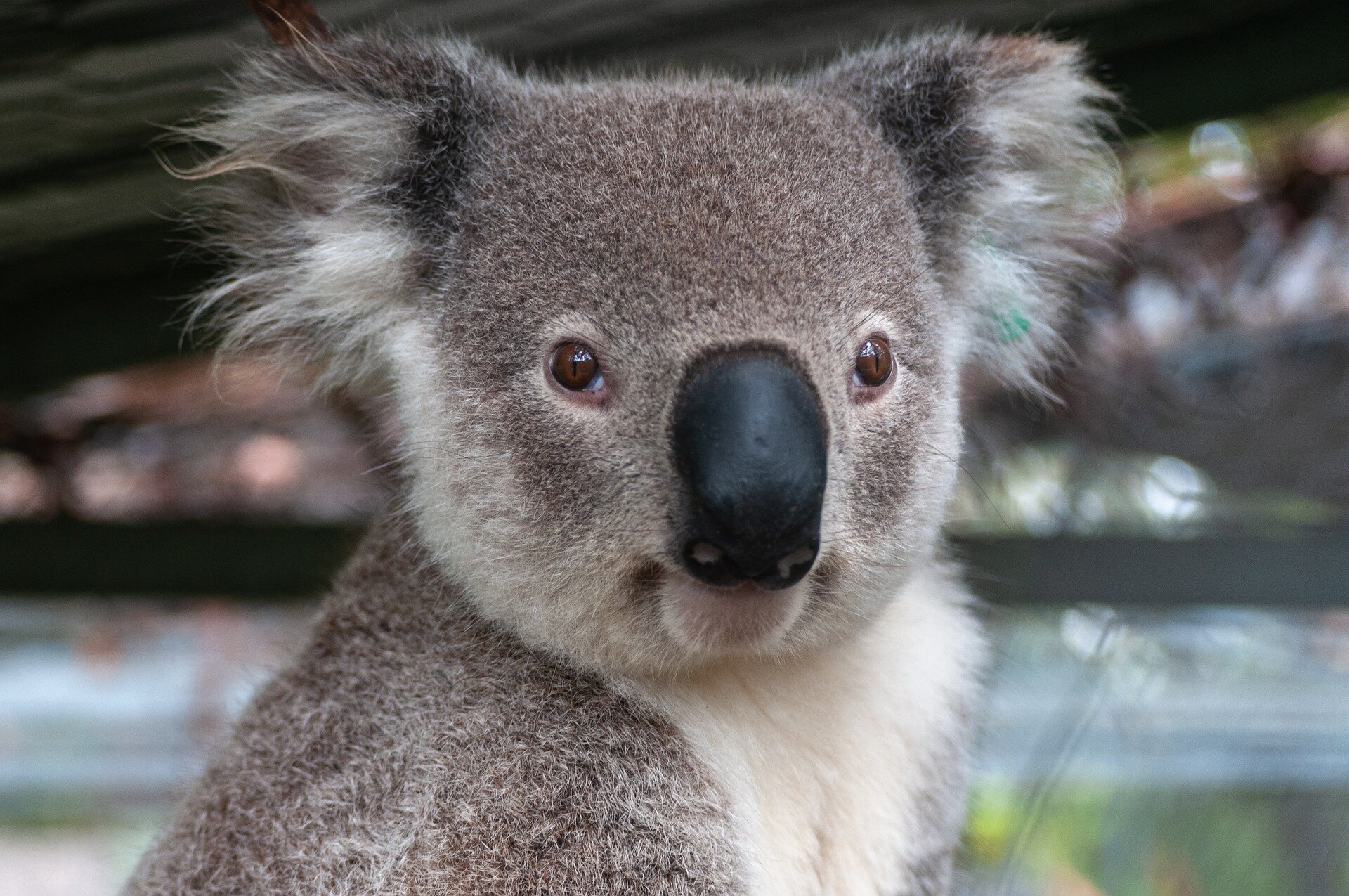 Illumina and the San Diego Zoo are sequencing koala genomes to