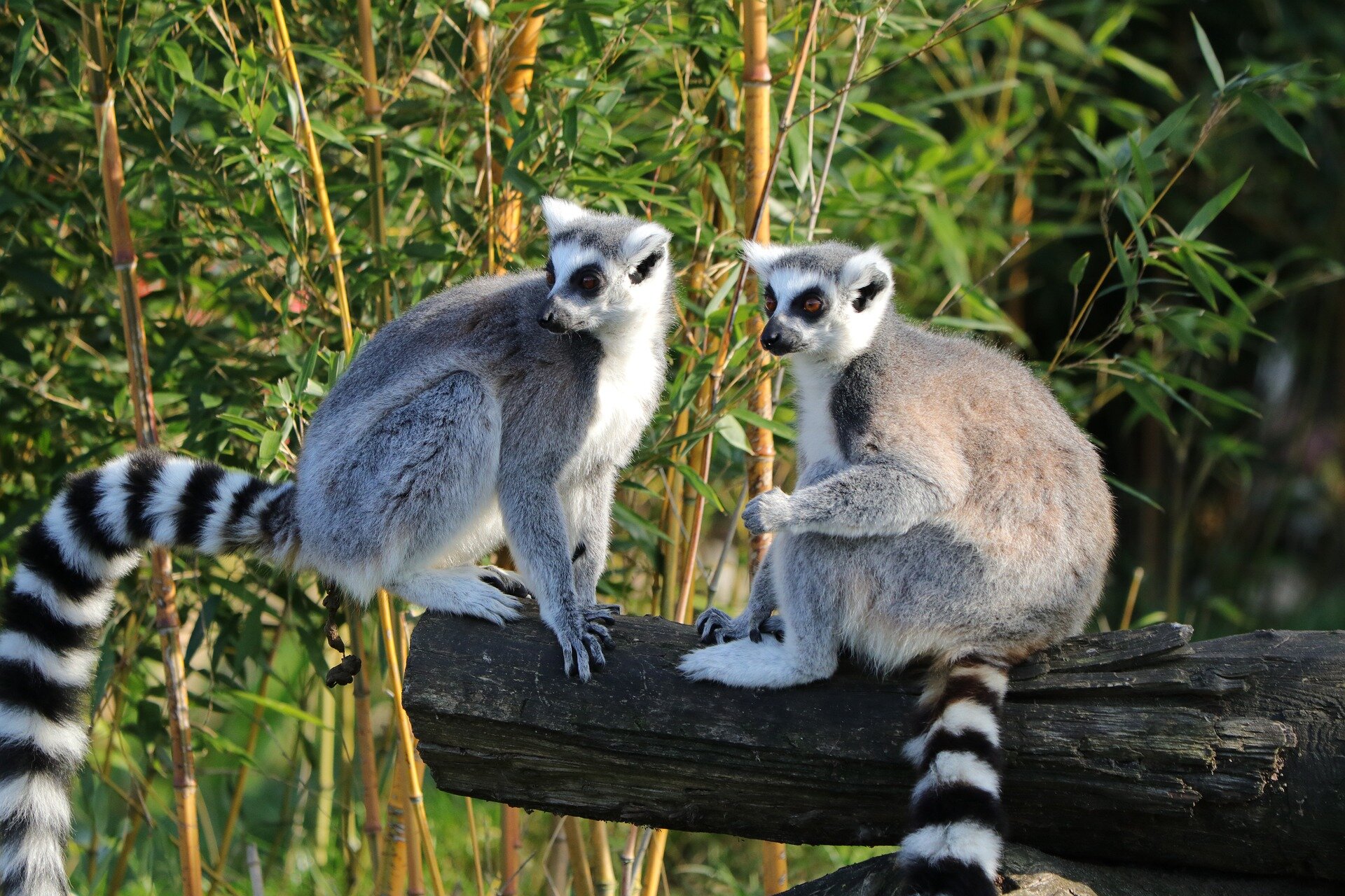 How social dynamics influence the gut microbes of wild lemurs