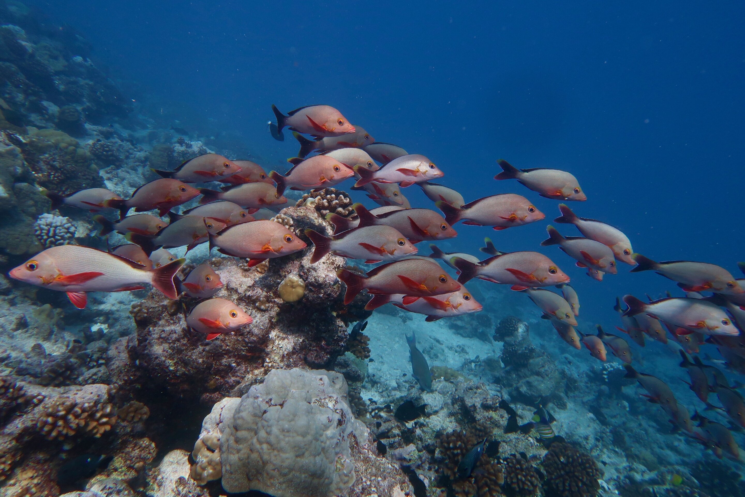 photo of Loss of picky-eating fish threatens coral reef food webs image