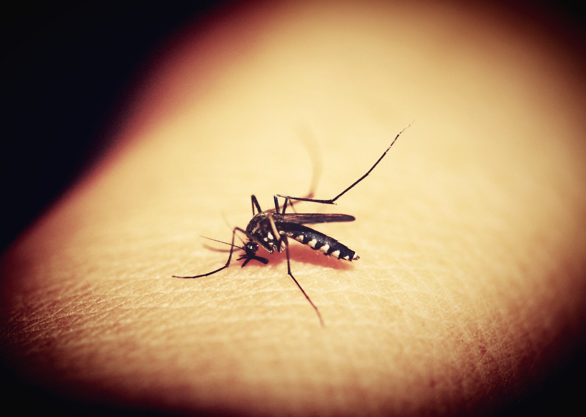 Monoclonal antibody shown to be effective against malaria for up to six months