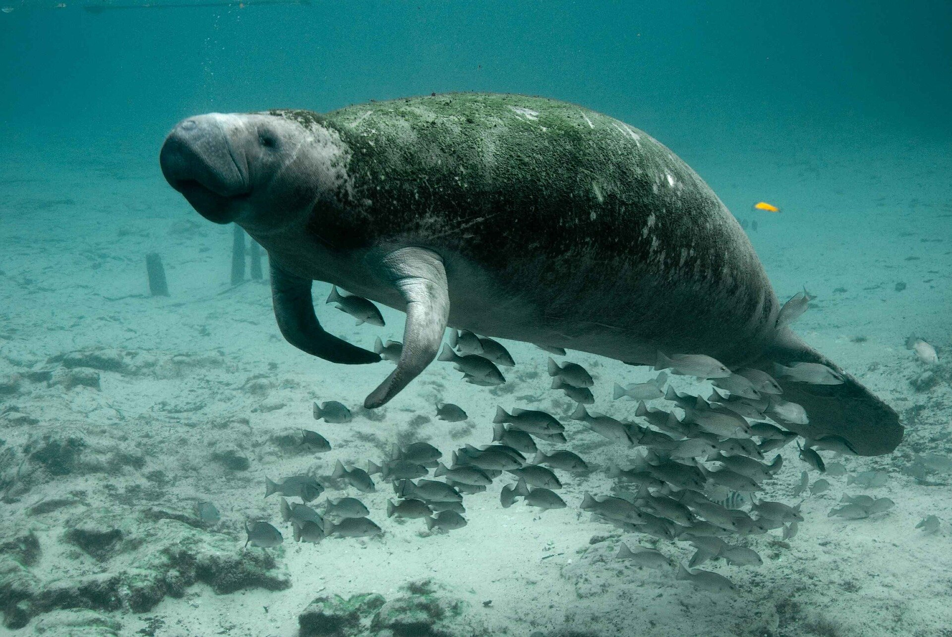 photo of Attempt to feed manatees fails so far, but effort to hold off starvation will continue image